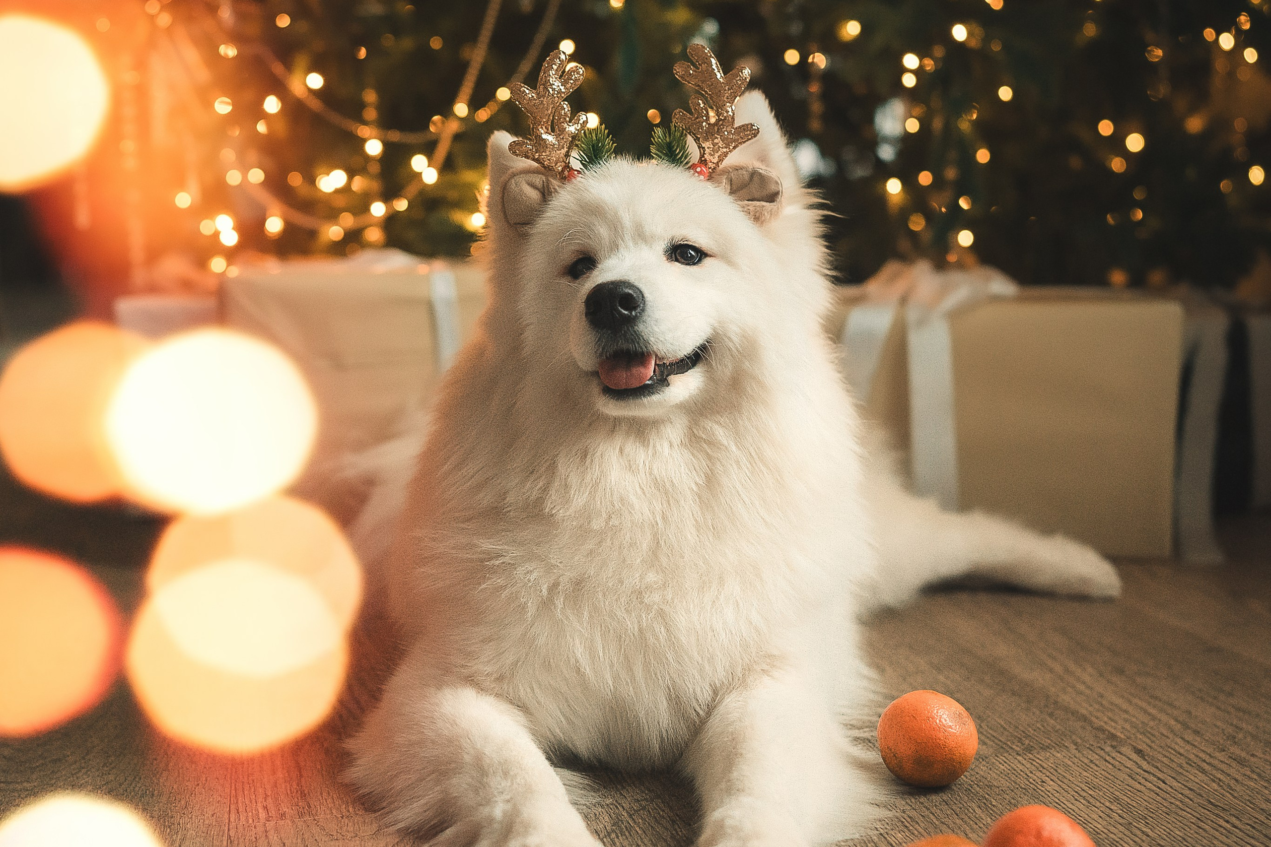 Лиза, Давид и два хвостатых облачка