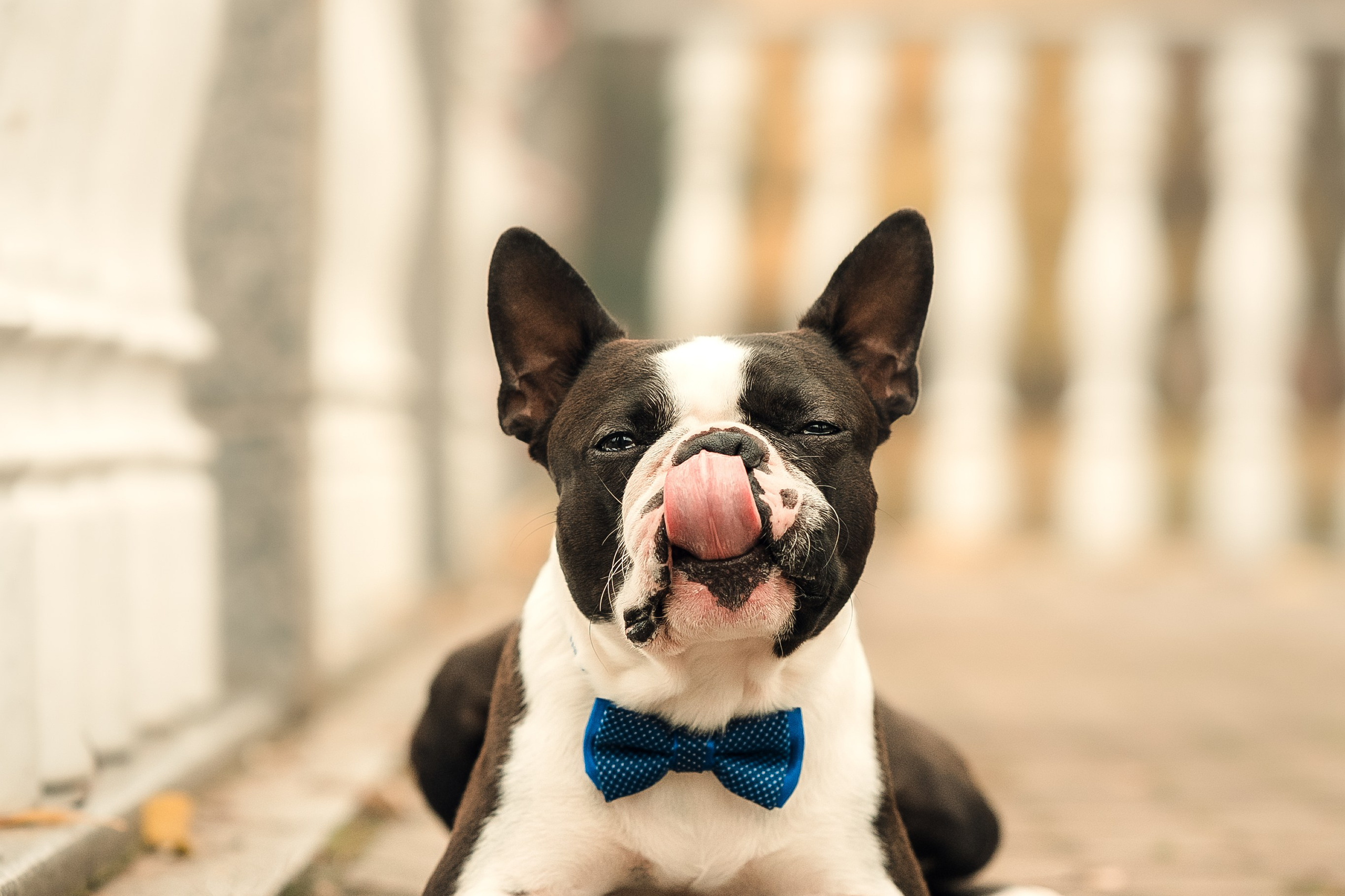 Красавчик Стич. Бостон терьер