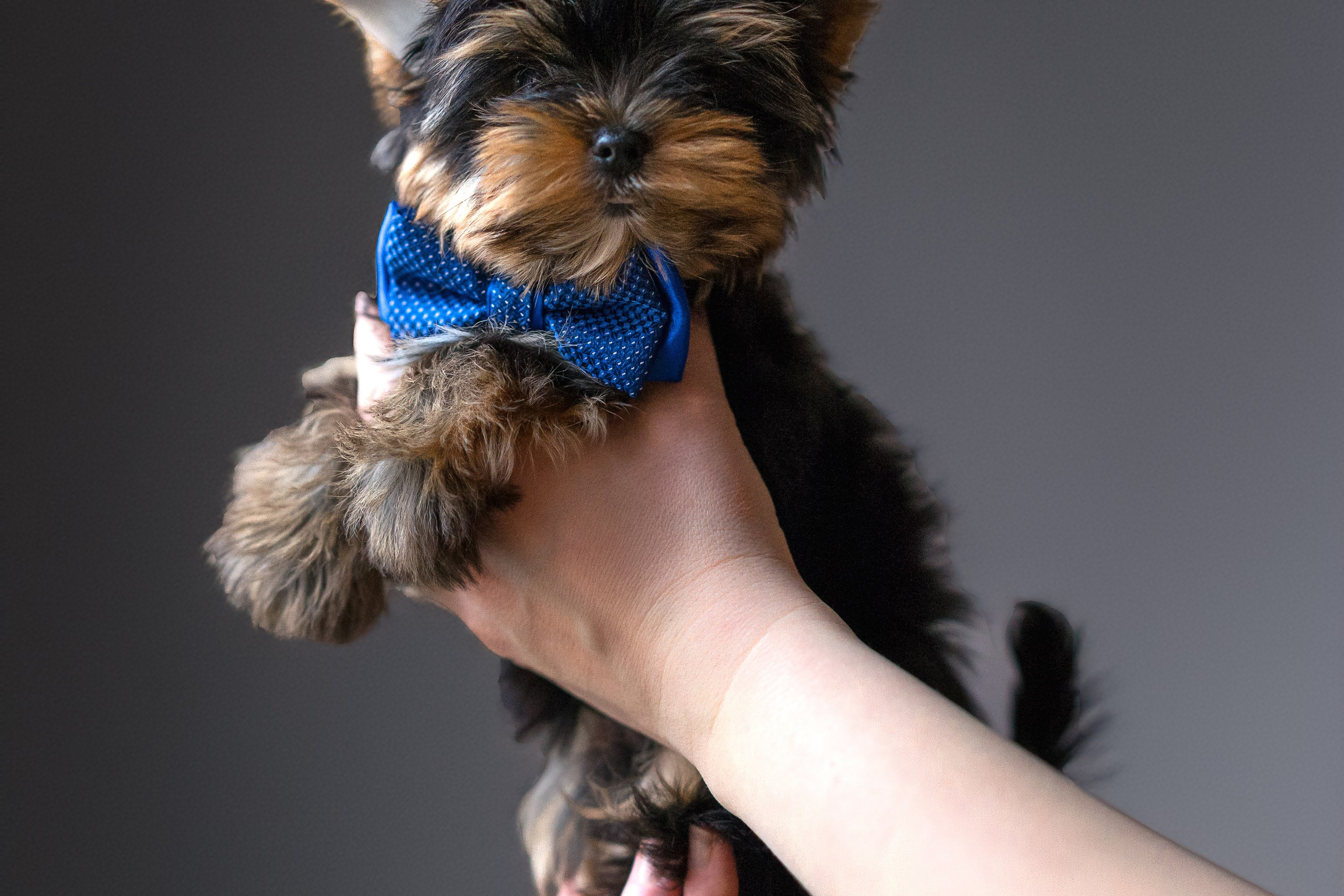 Фотосессия щенков Москва