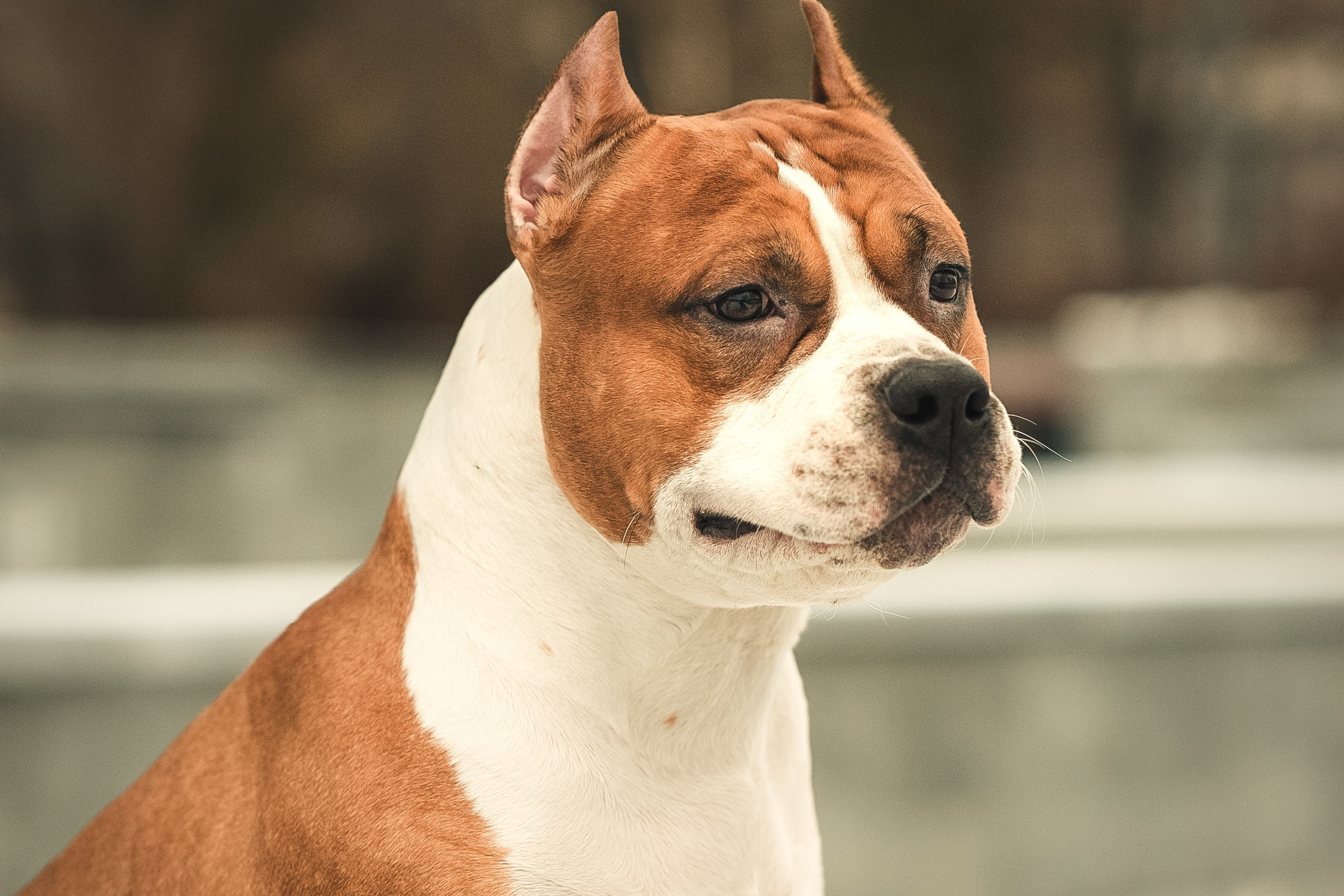 Анна и Феникс