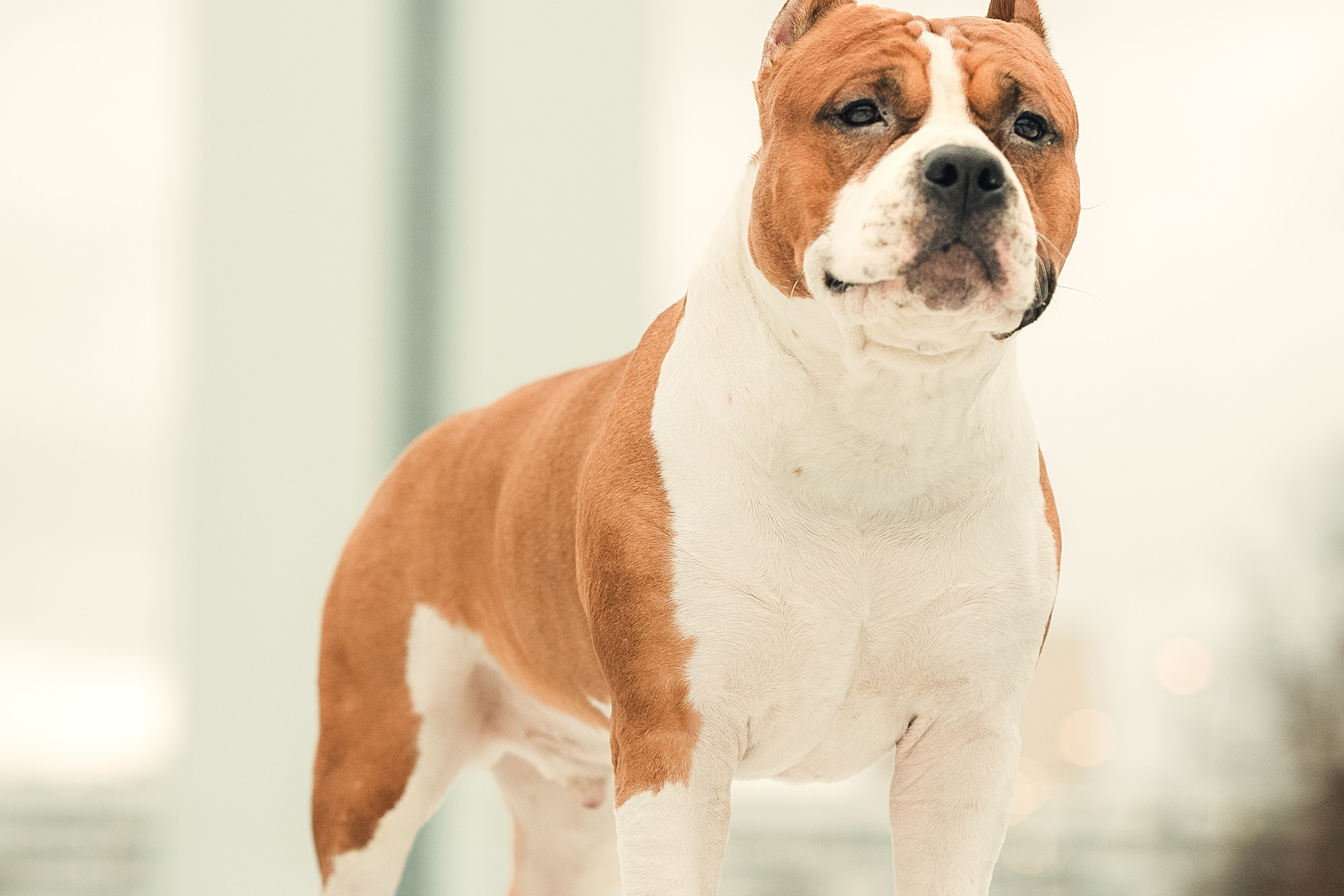 Анна и Феникс