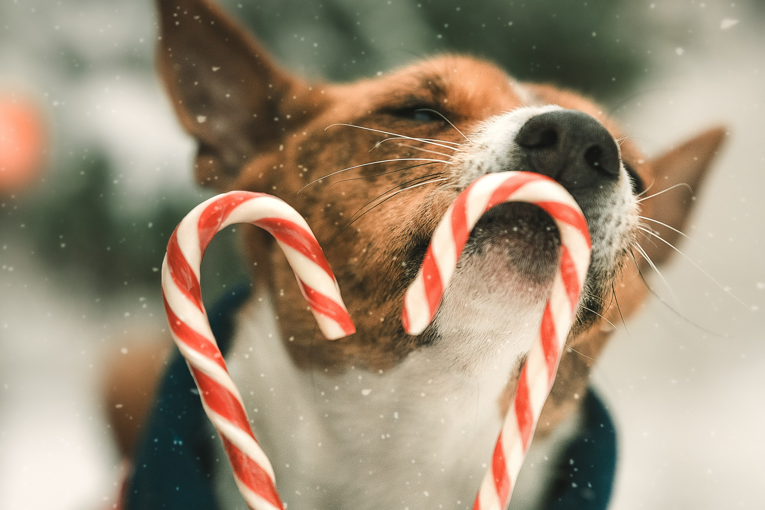 Прогулка по Арбату. Светлана и Ева