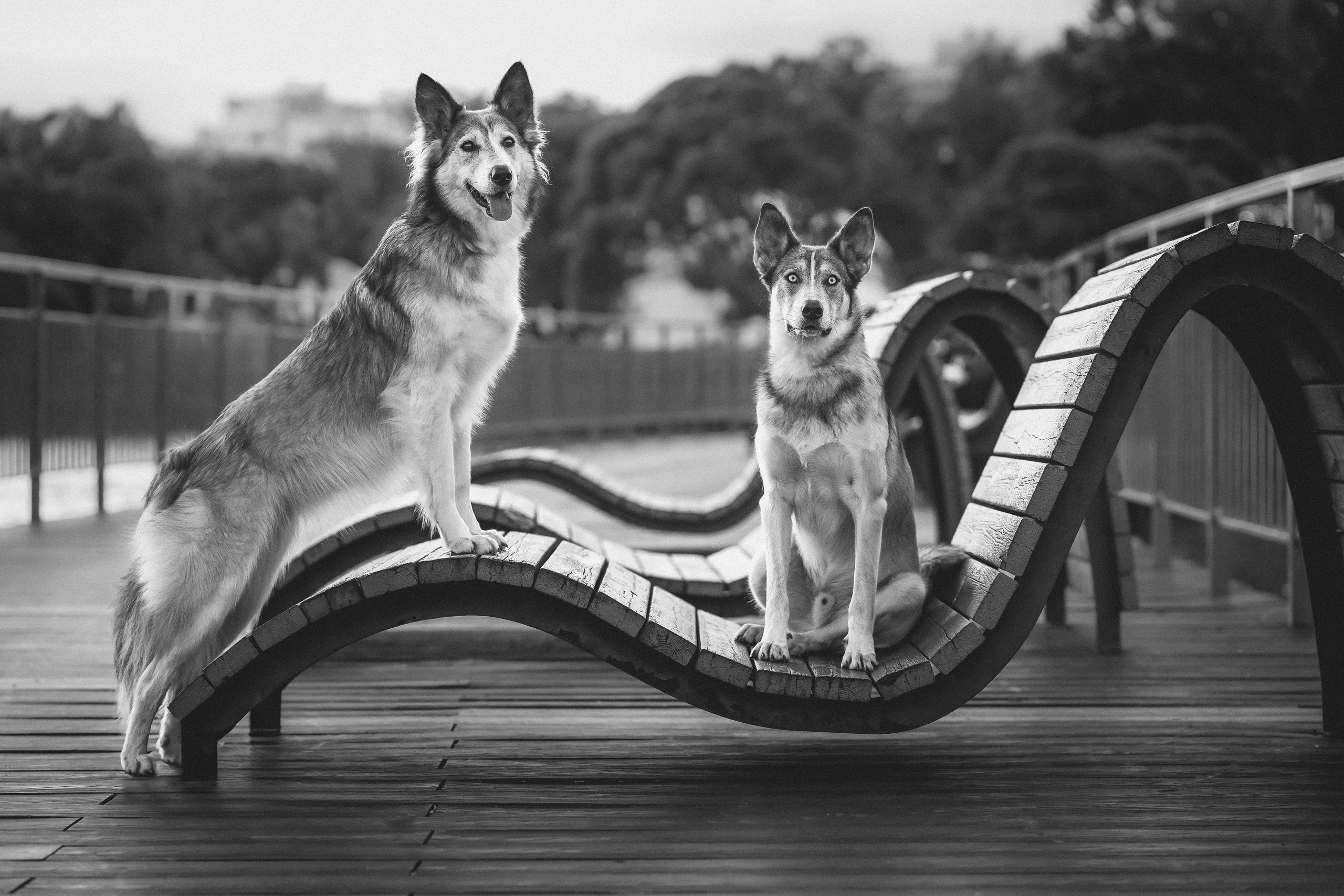 Вера, Лорочка и Вольт