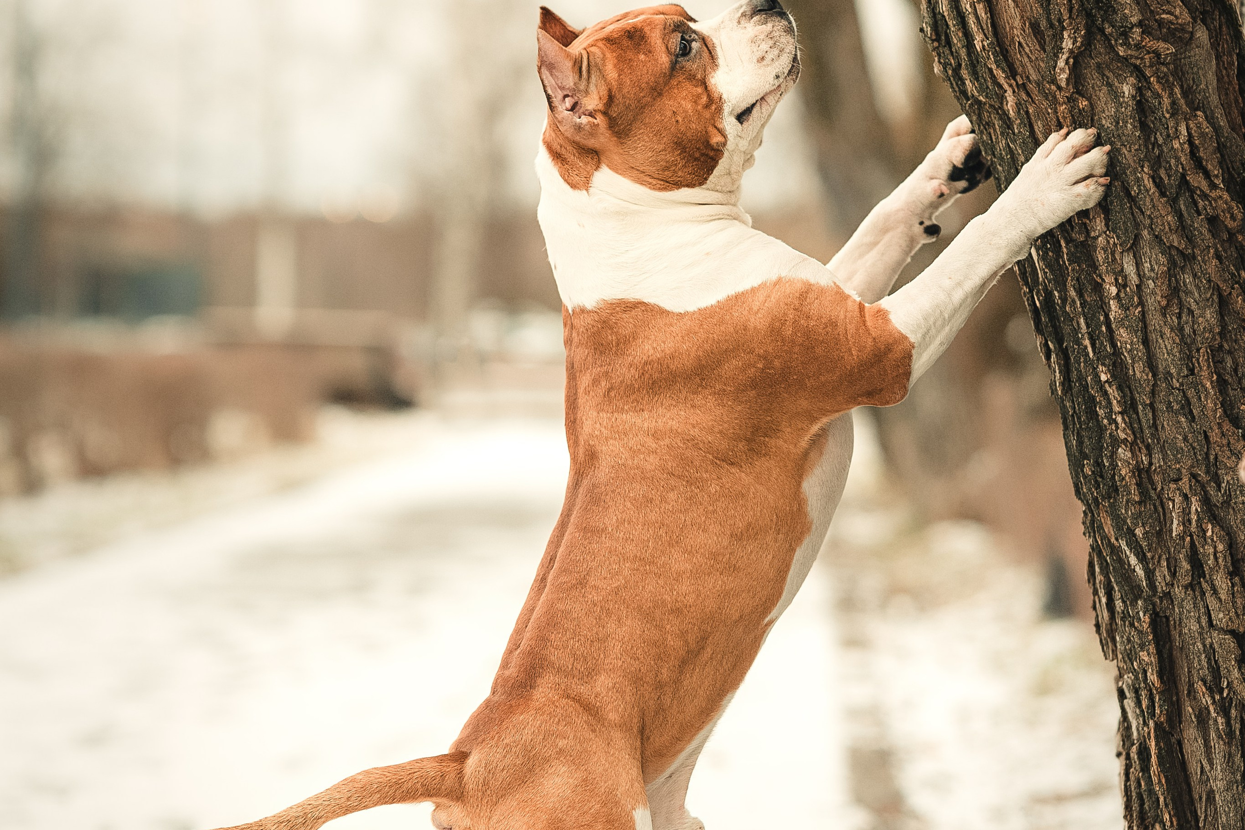 Анна и Феникс