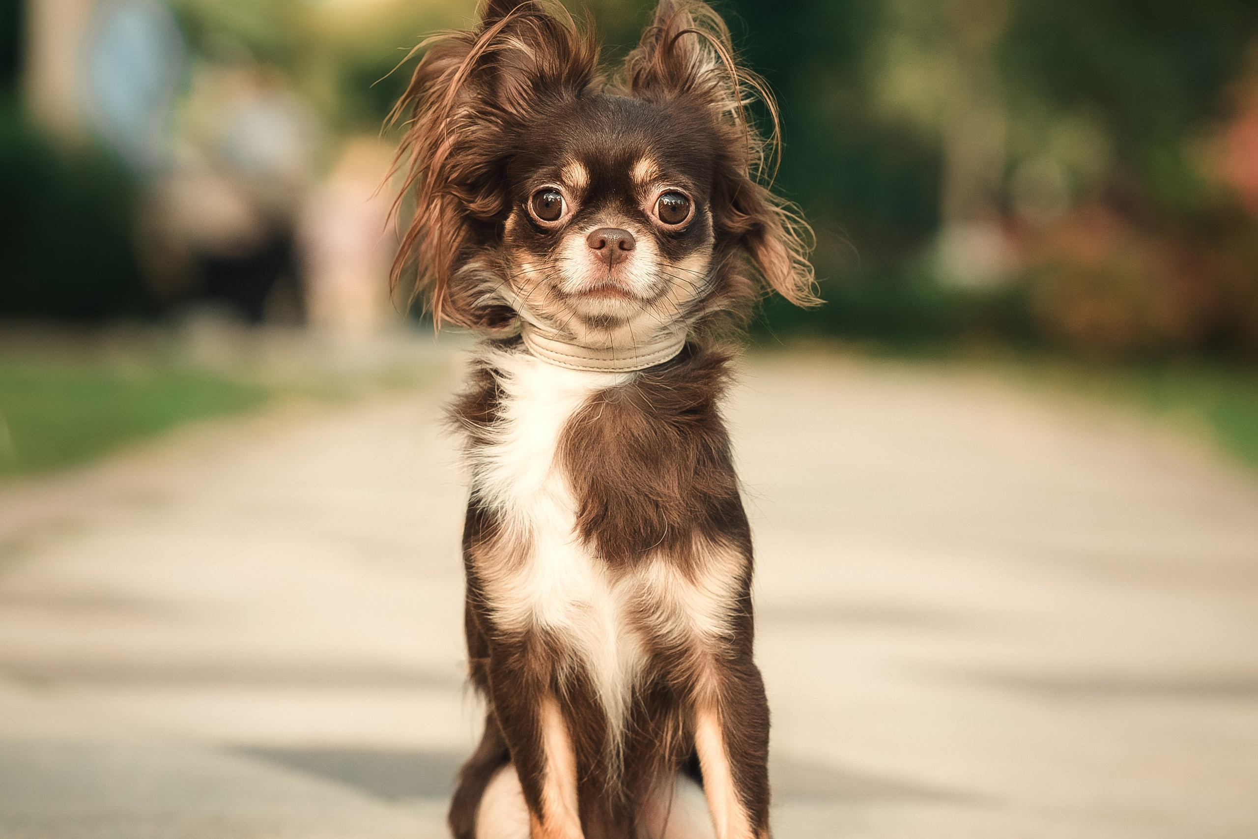 Чихуашечки