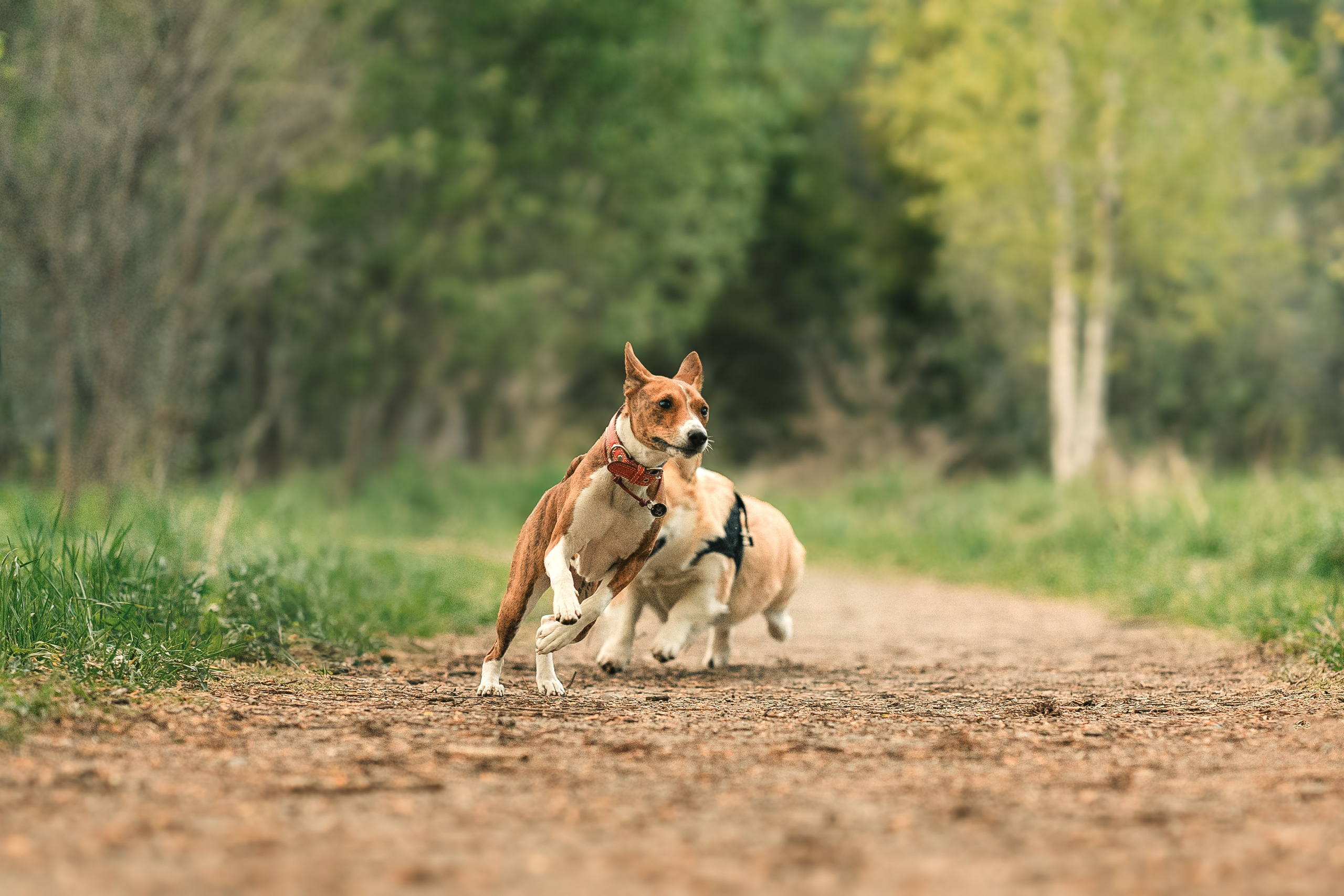 Фотограф-анималист МО