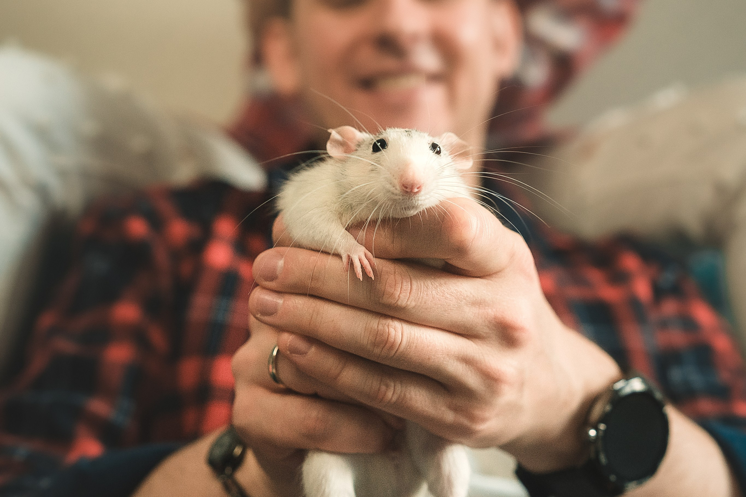 Домашняя история с крысиками