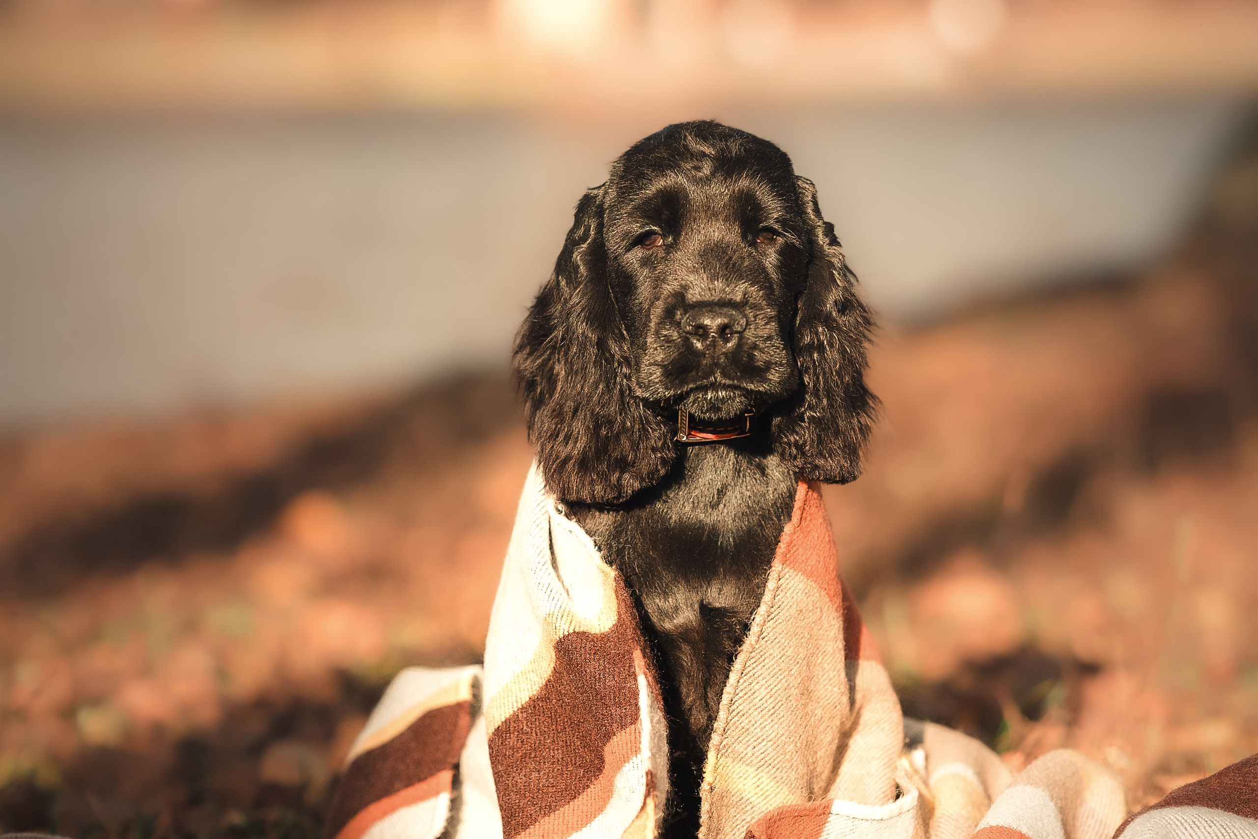 Спаниелька Мери