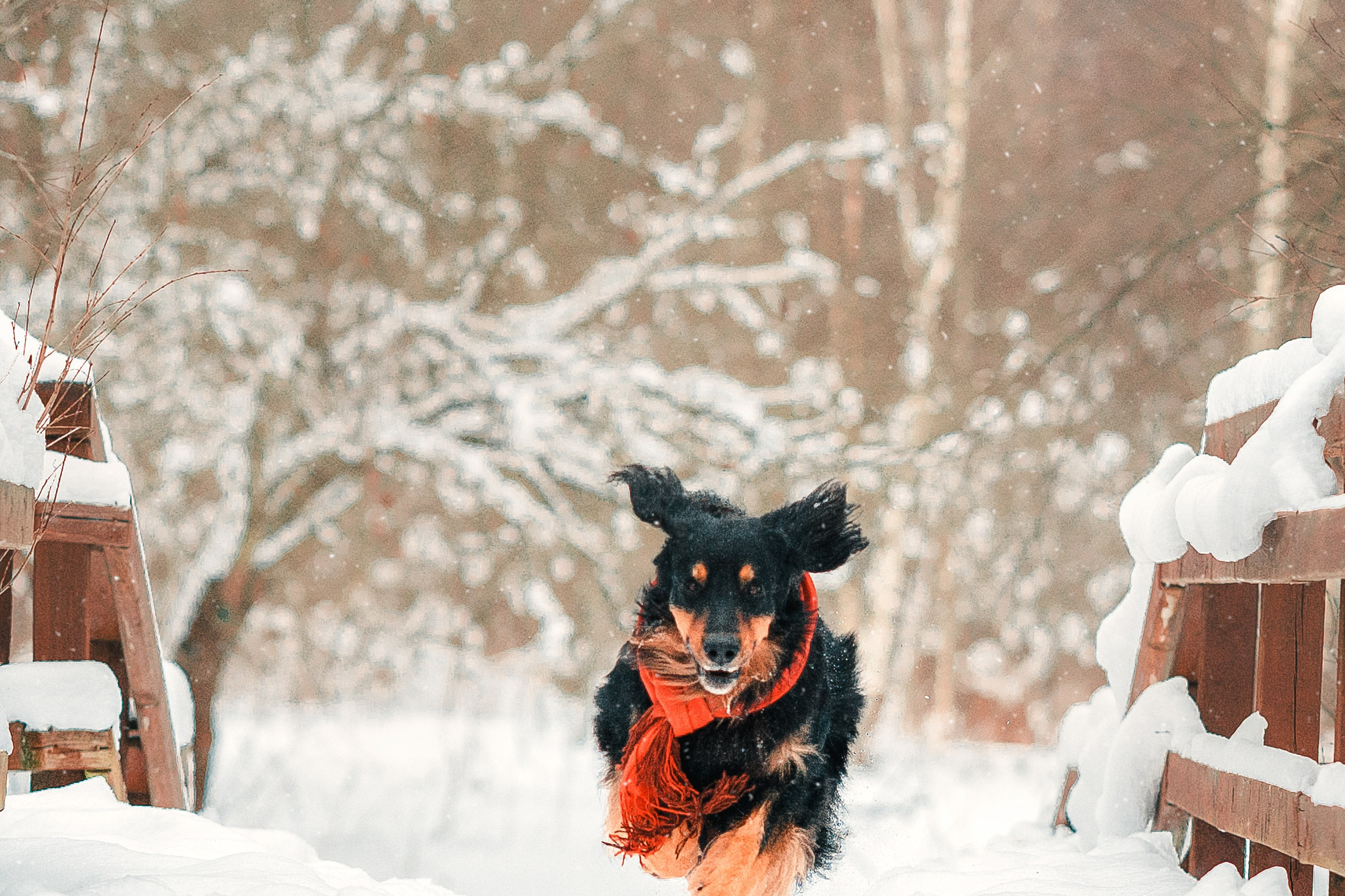 Анна и Тайгер