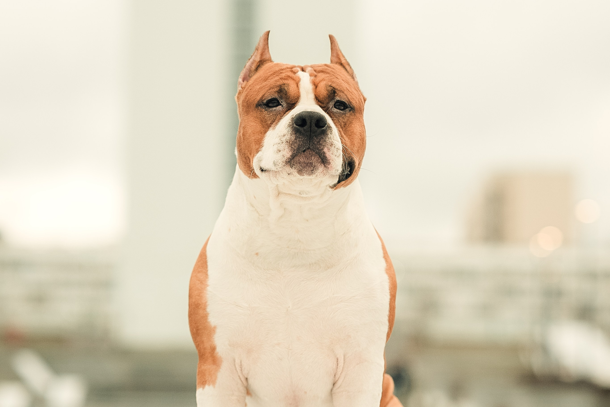 Анна и Феникс