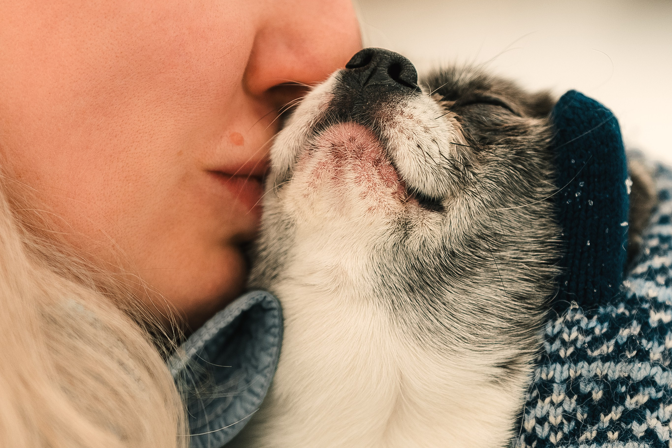 Фотосессия чихуахуа Москва