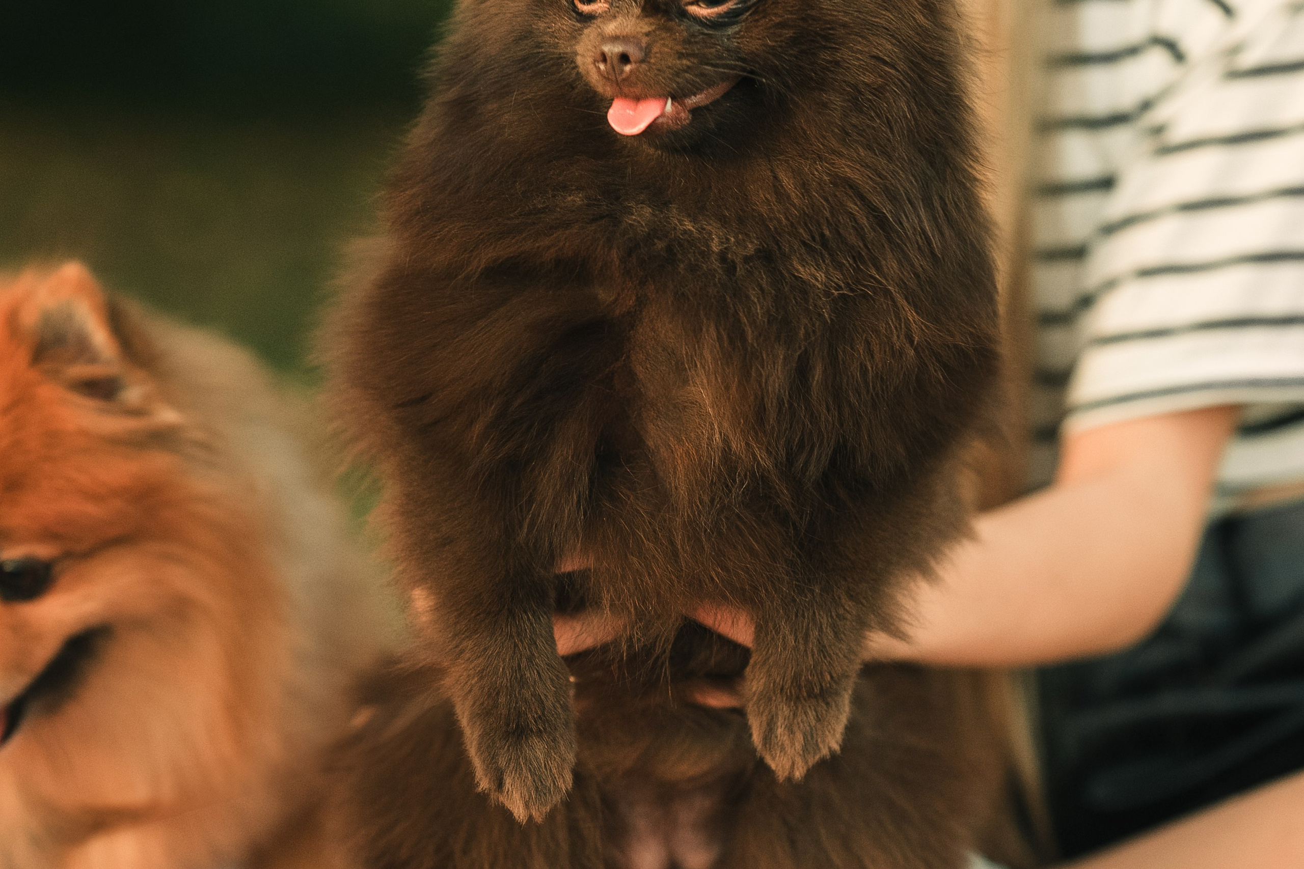 Людмила, Ника и шпицульки