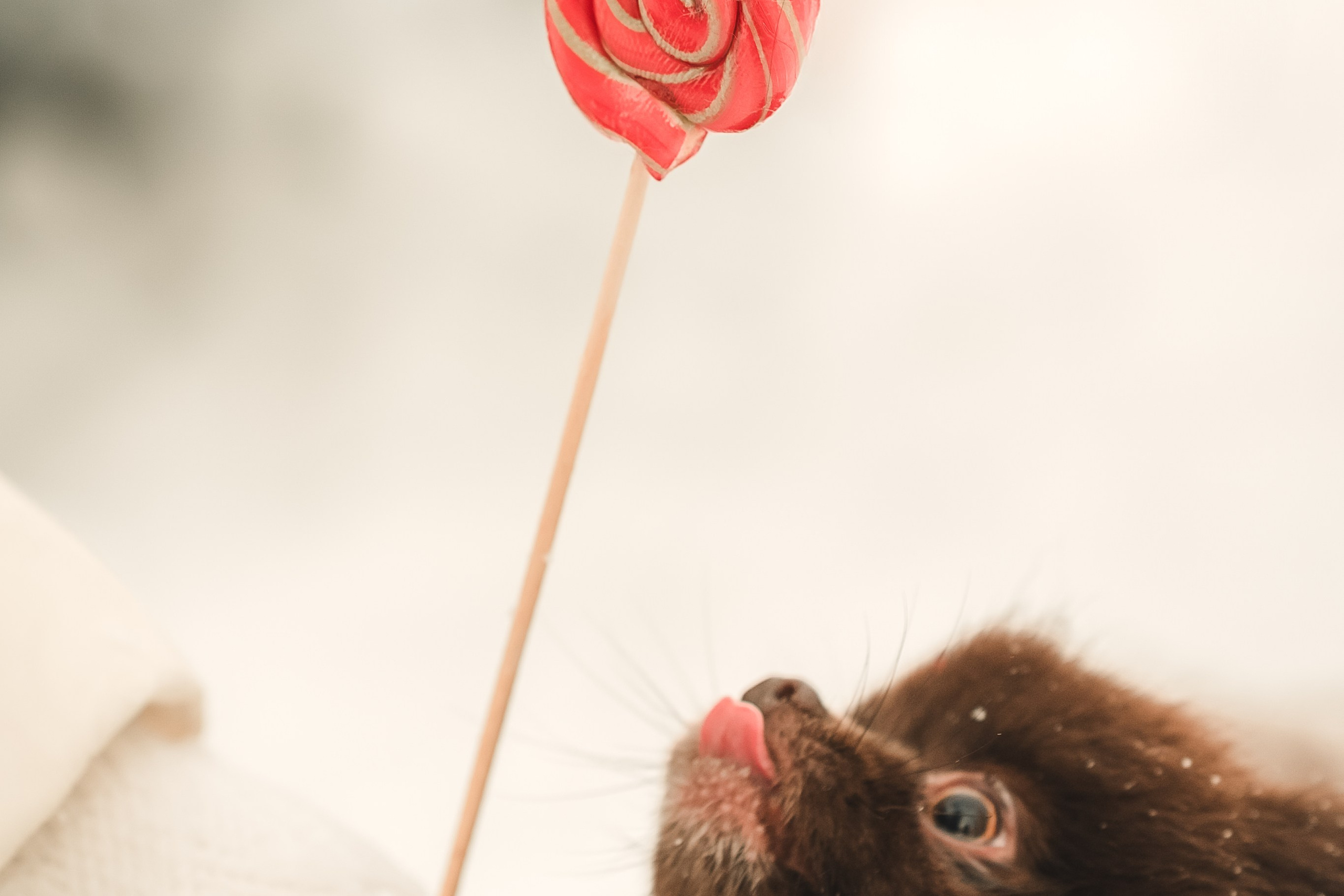 Людмила, Алиса и Шанечка