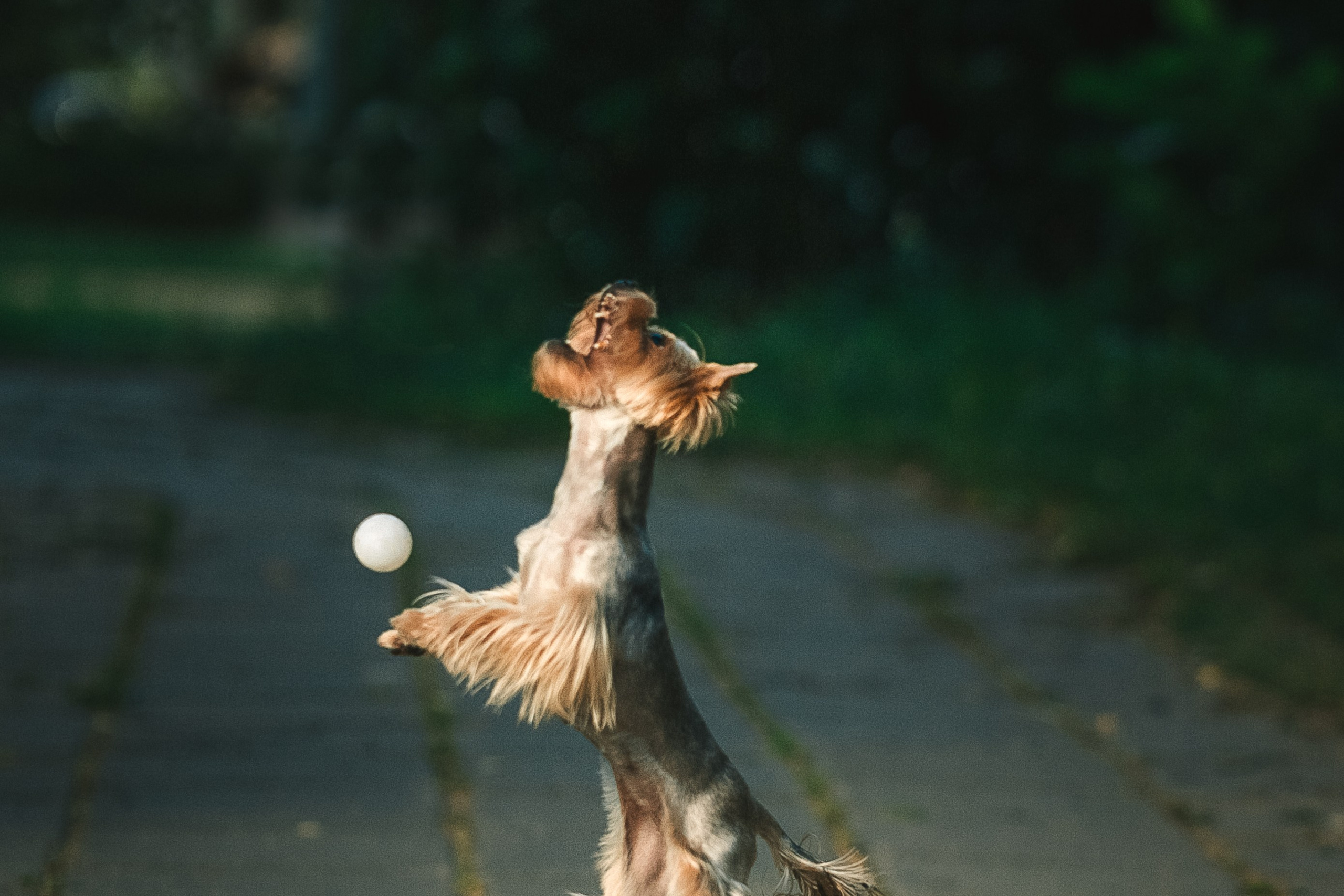 Фотографии йорка