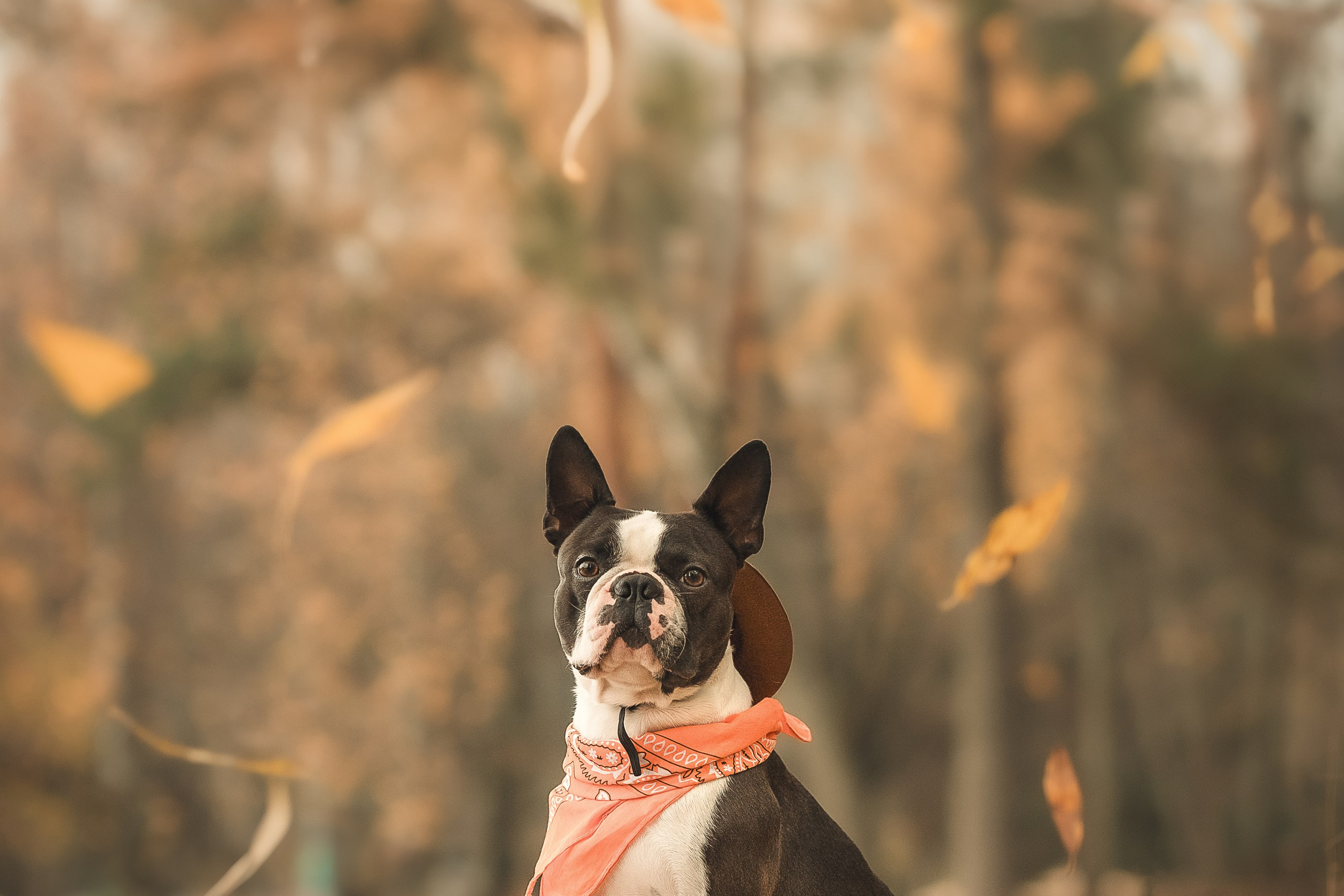 Красавчик Стич. Бостон терьер