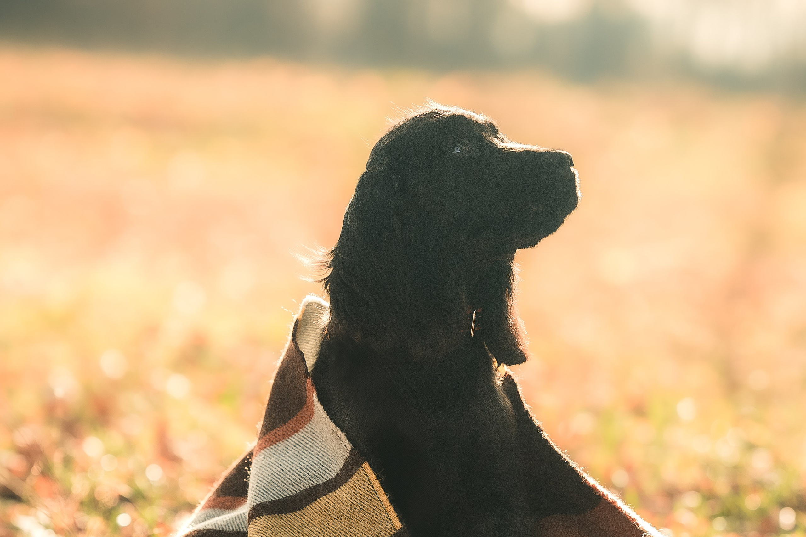 Спаниелька Мери