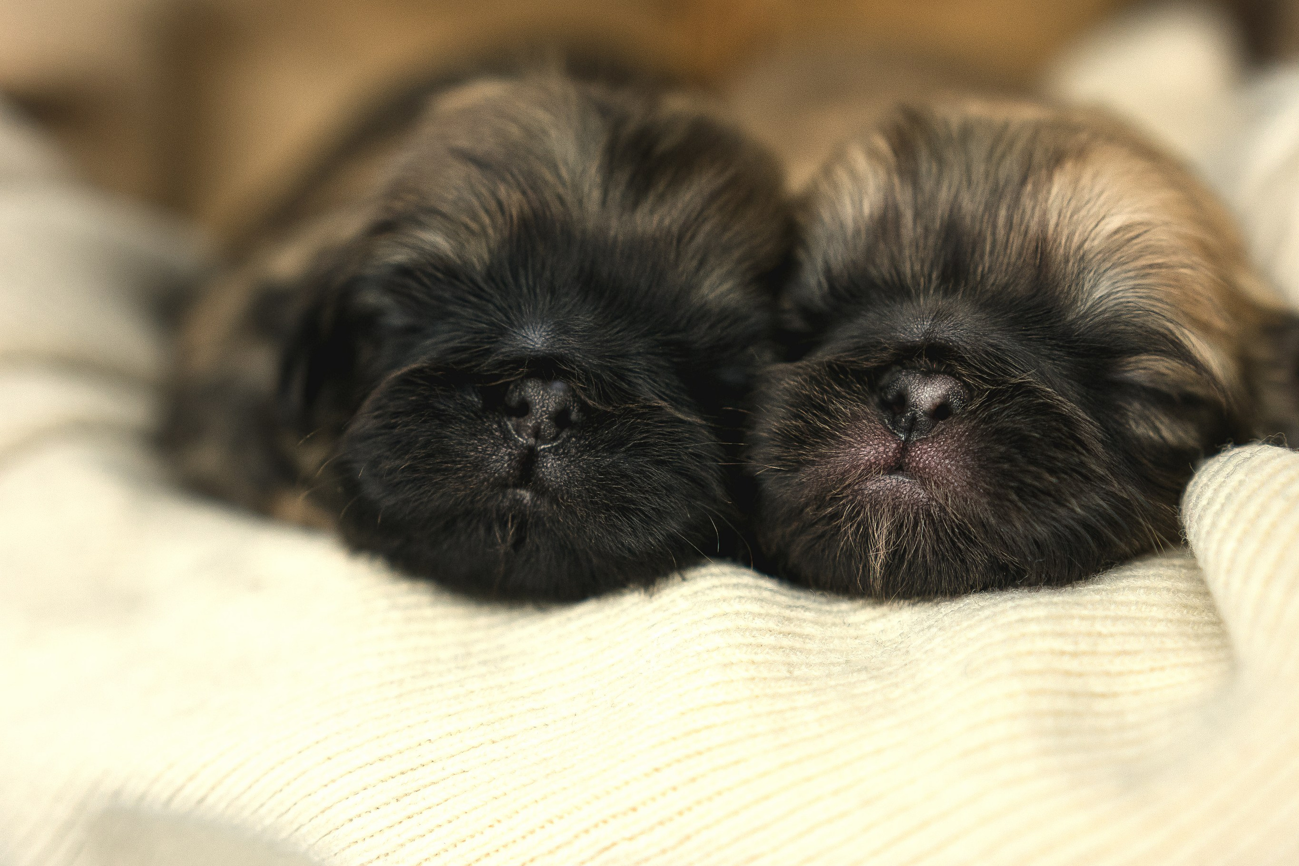 Фото щенков на продажу