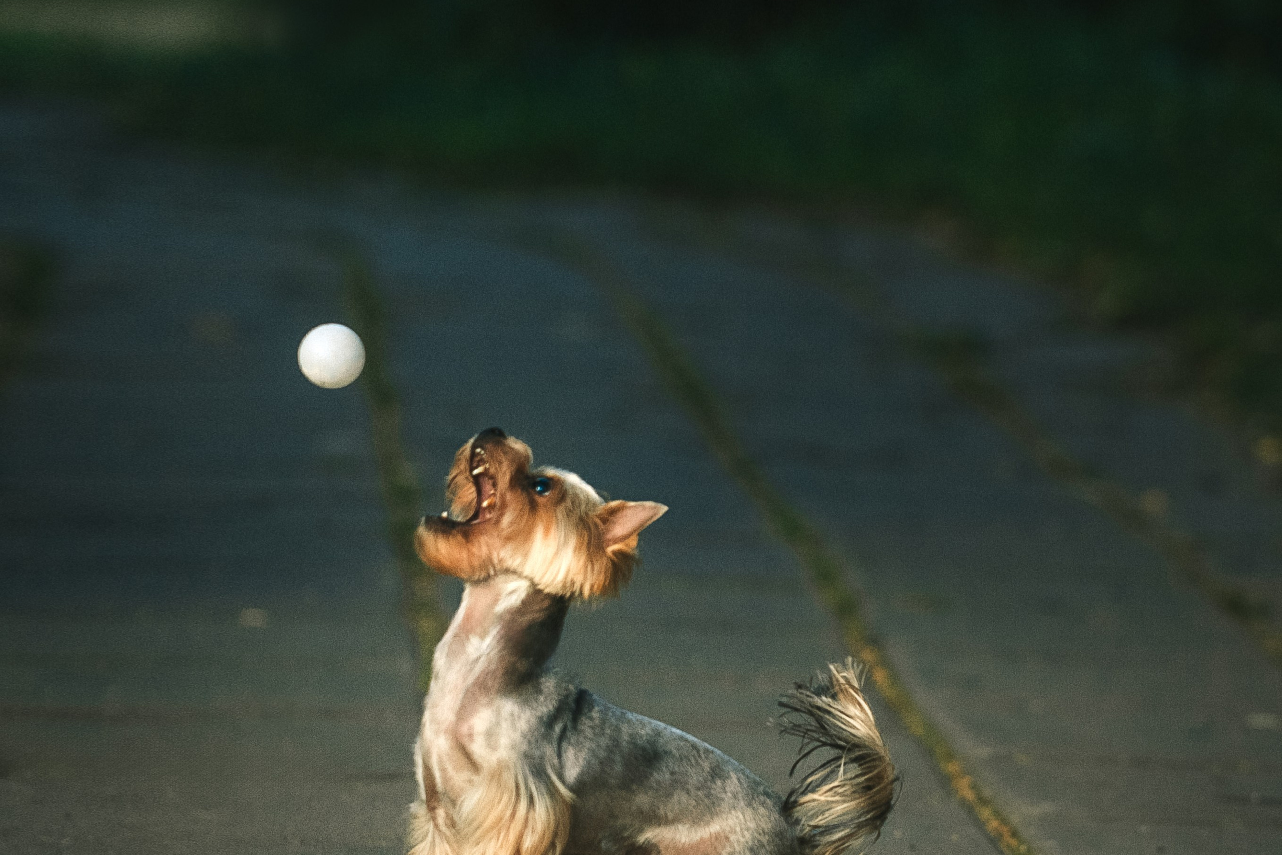 Фотографии йоркширского терьера