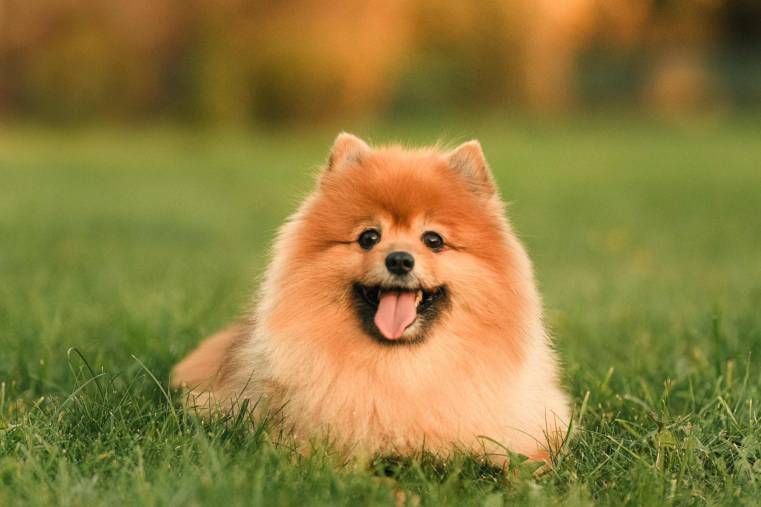 Людмила, Ника и шпицульки