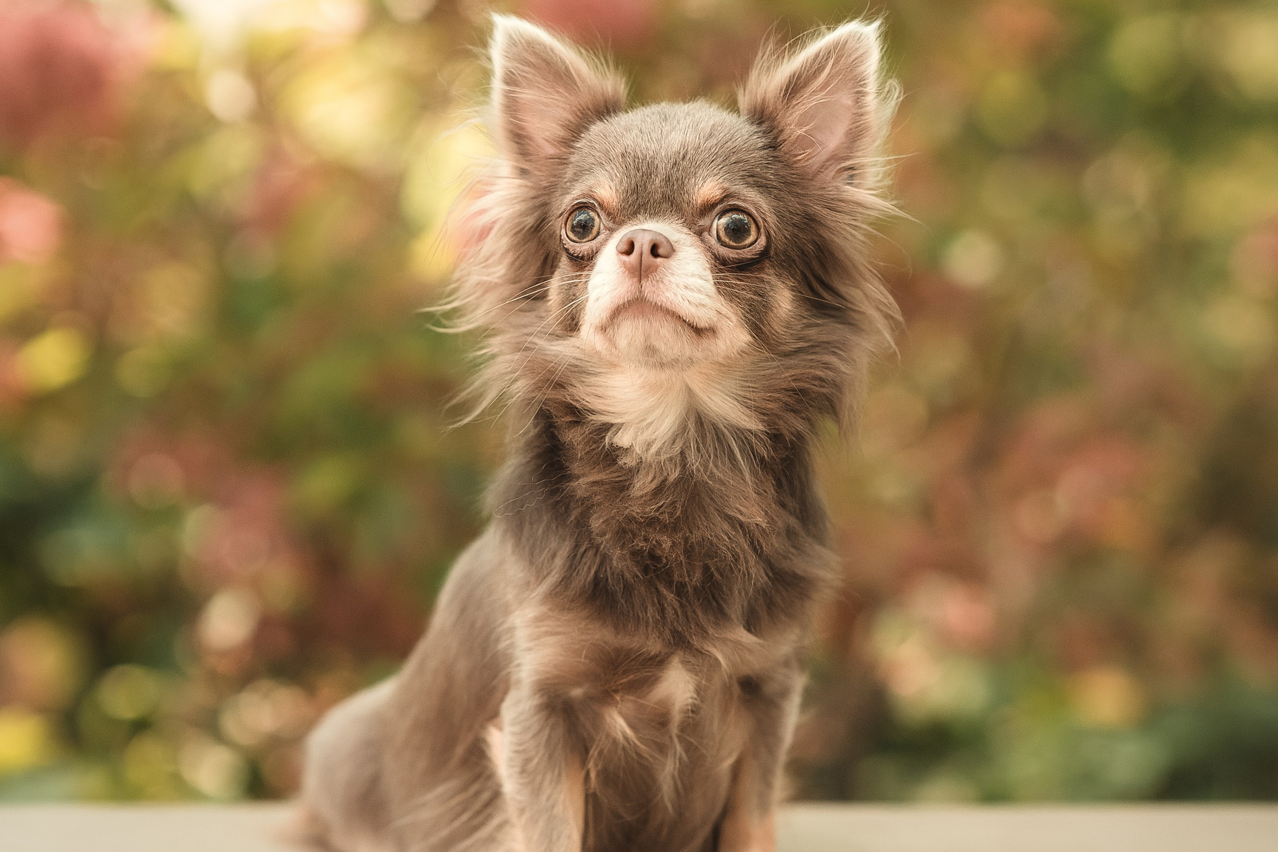 Чихуашечки