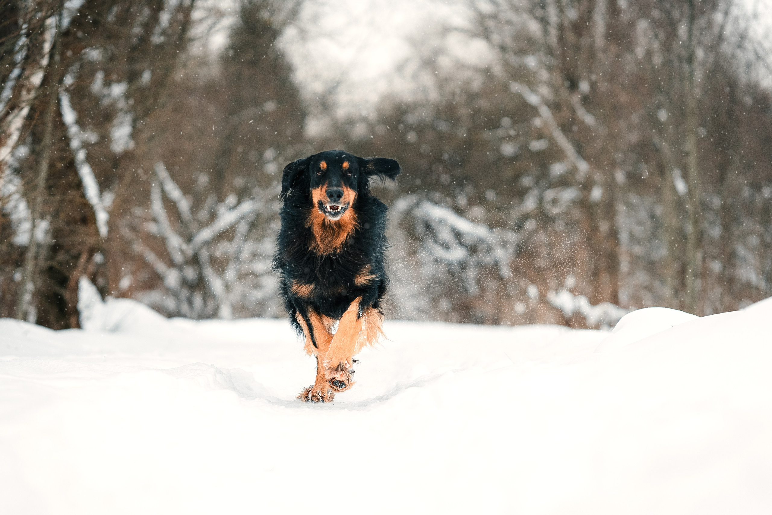 Фотограф анималист Москва