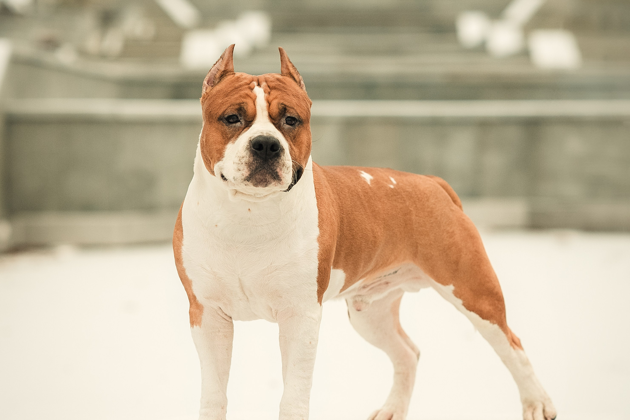 Анна и Феникс