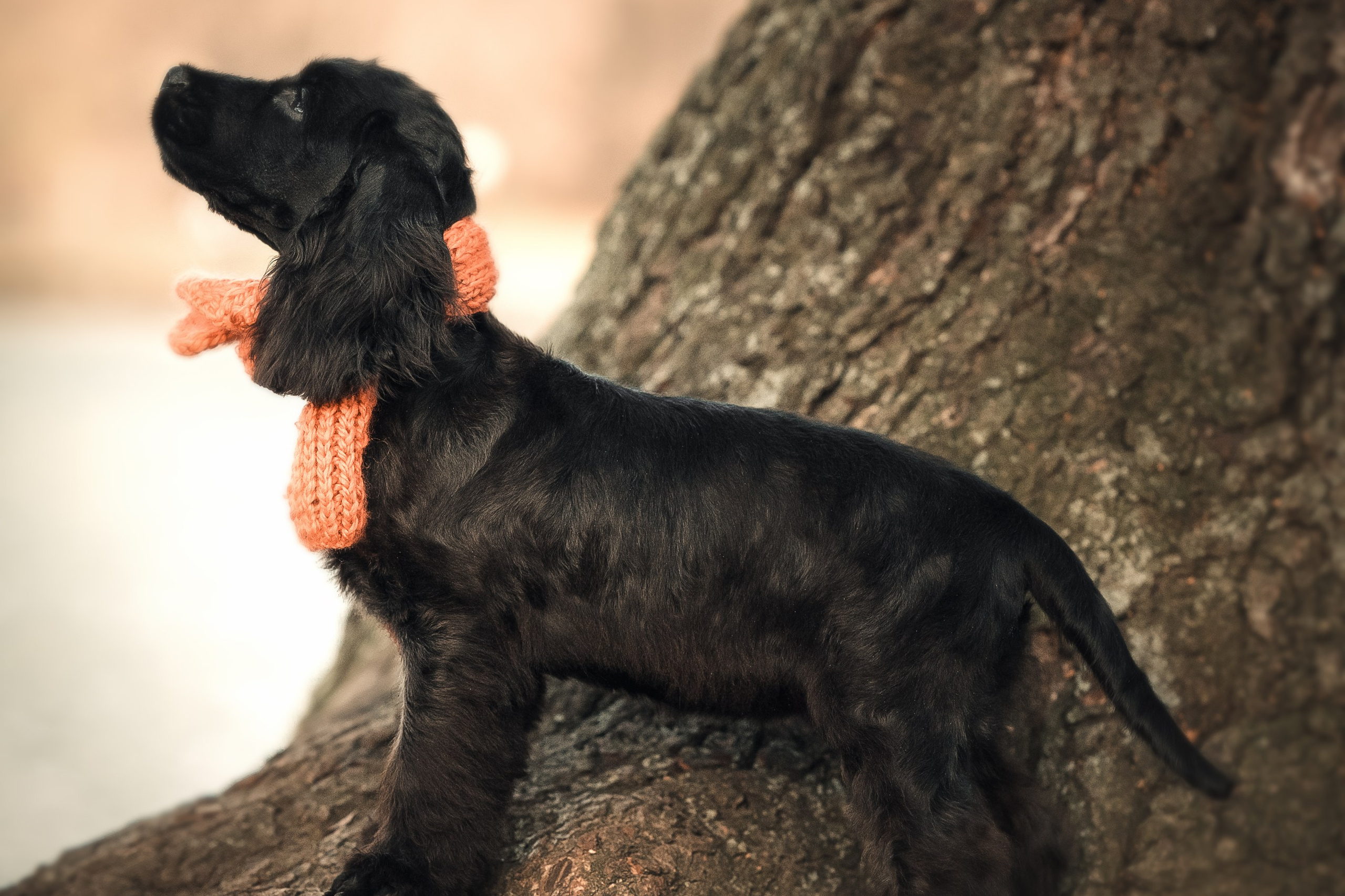 Спаниелька Мери