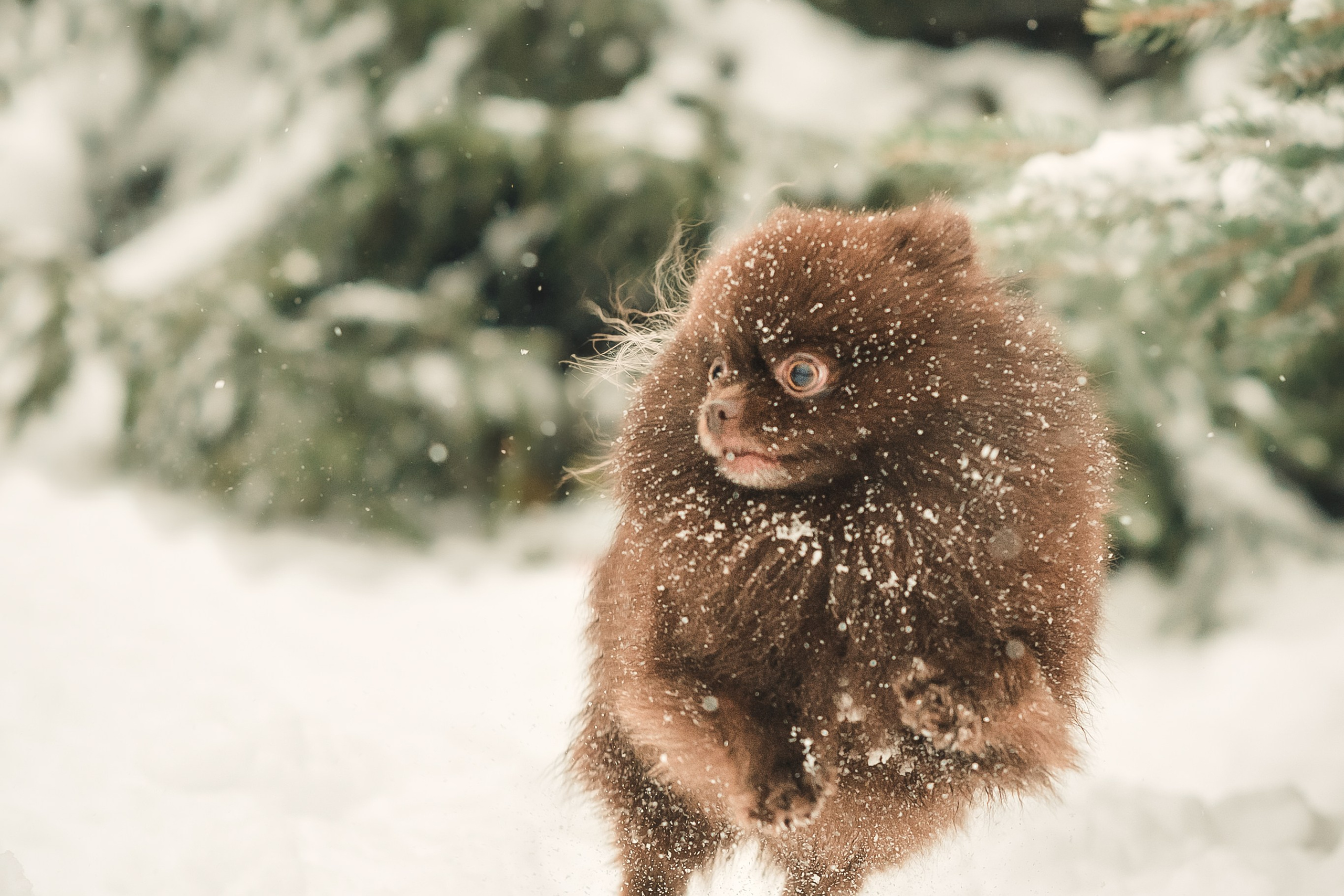 Людмила, Алиса и Шанечка