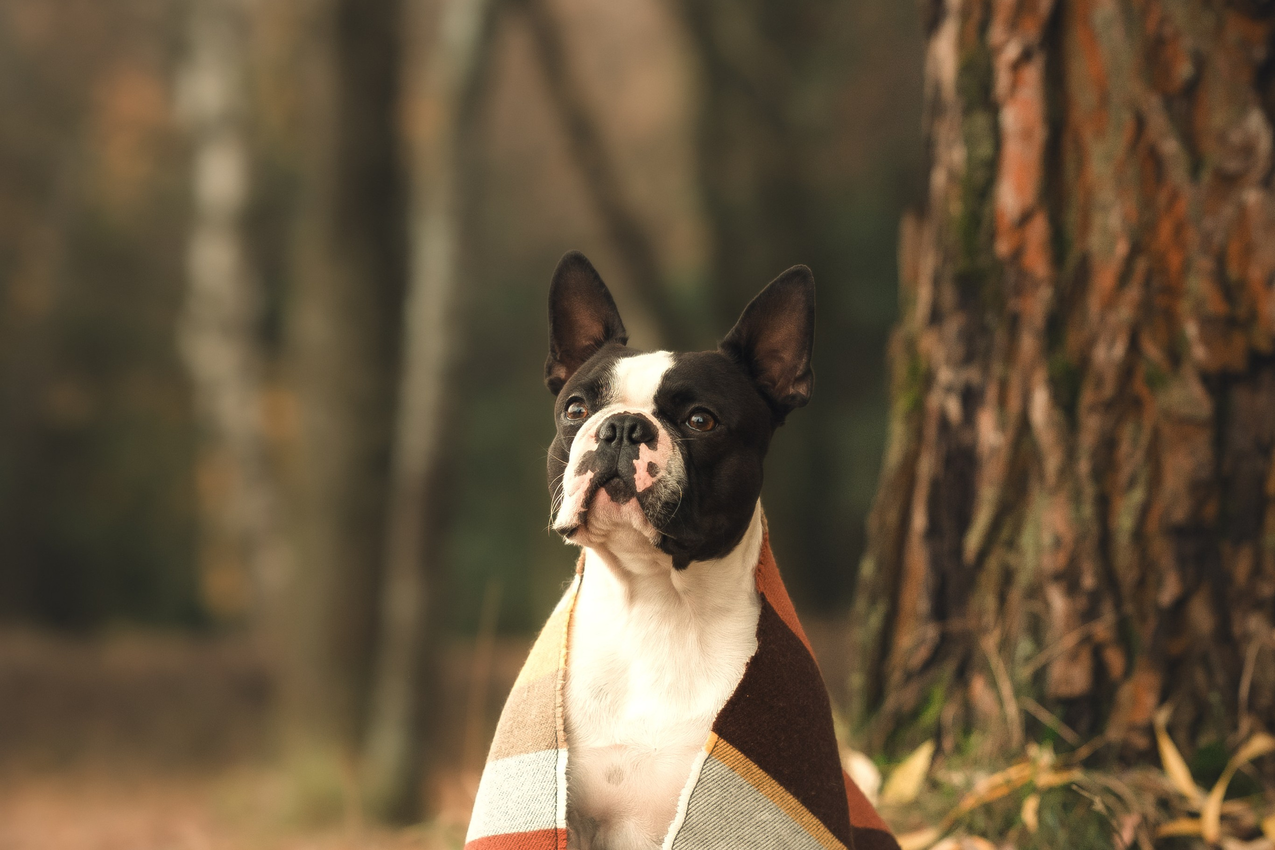 Красавчик Стич. Бостон терьер