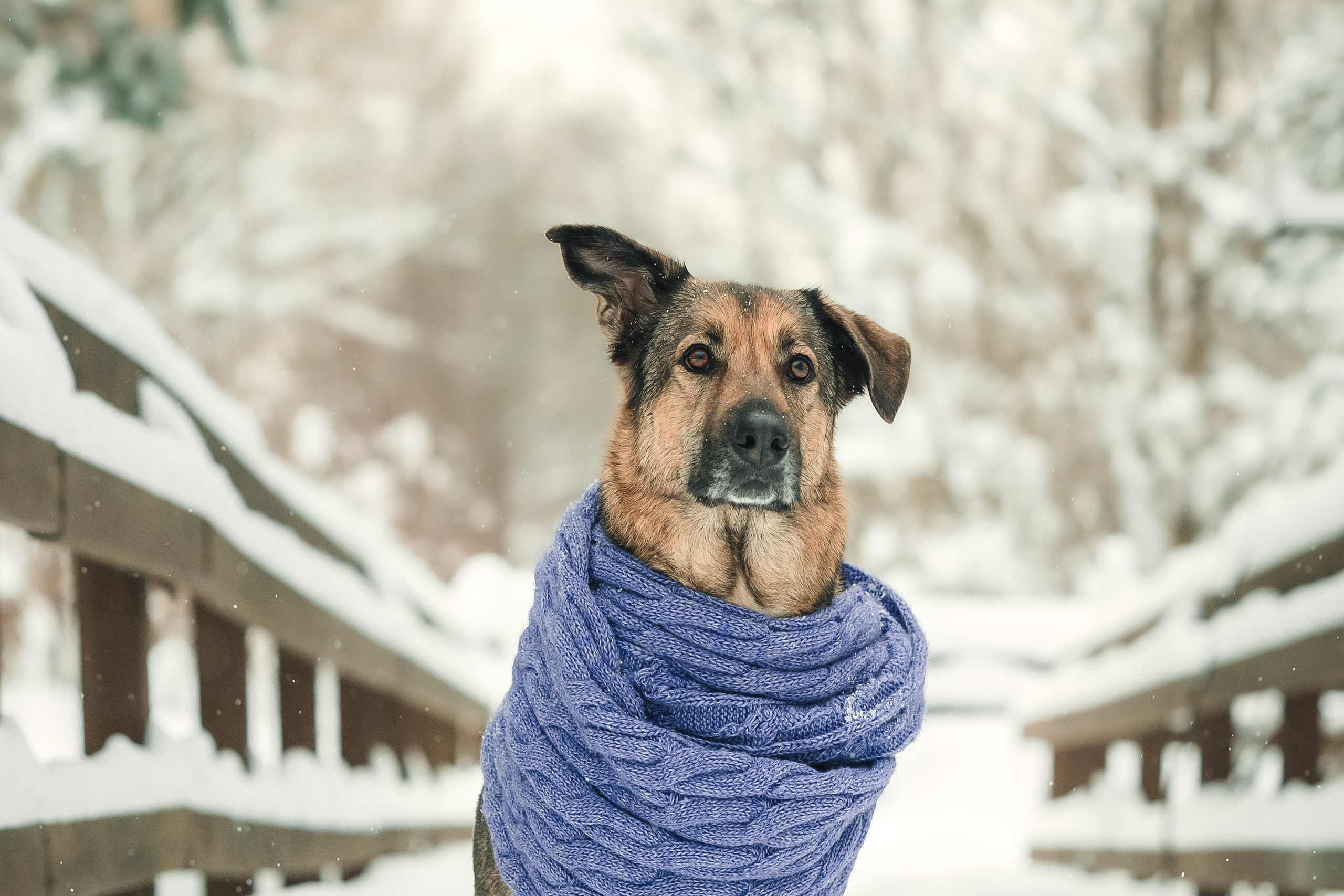 Анна и Руна