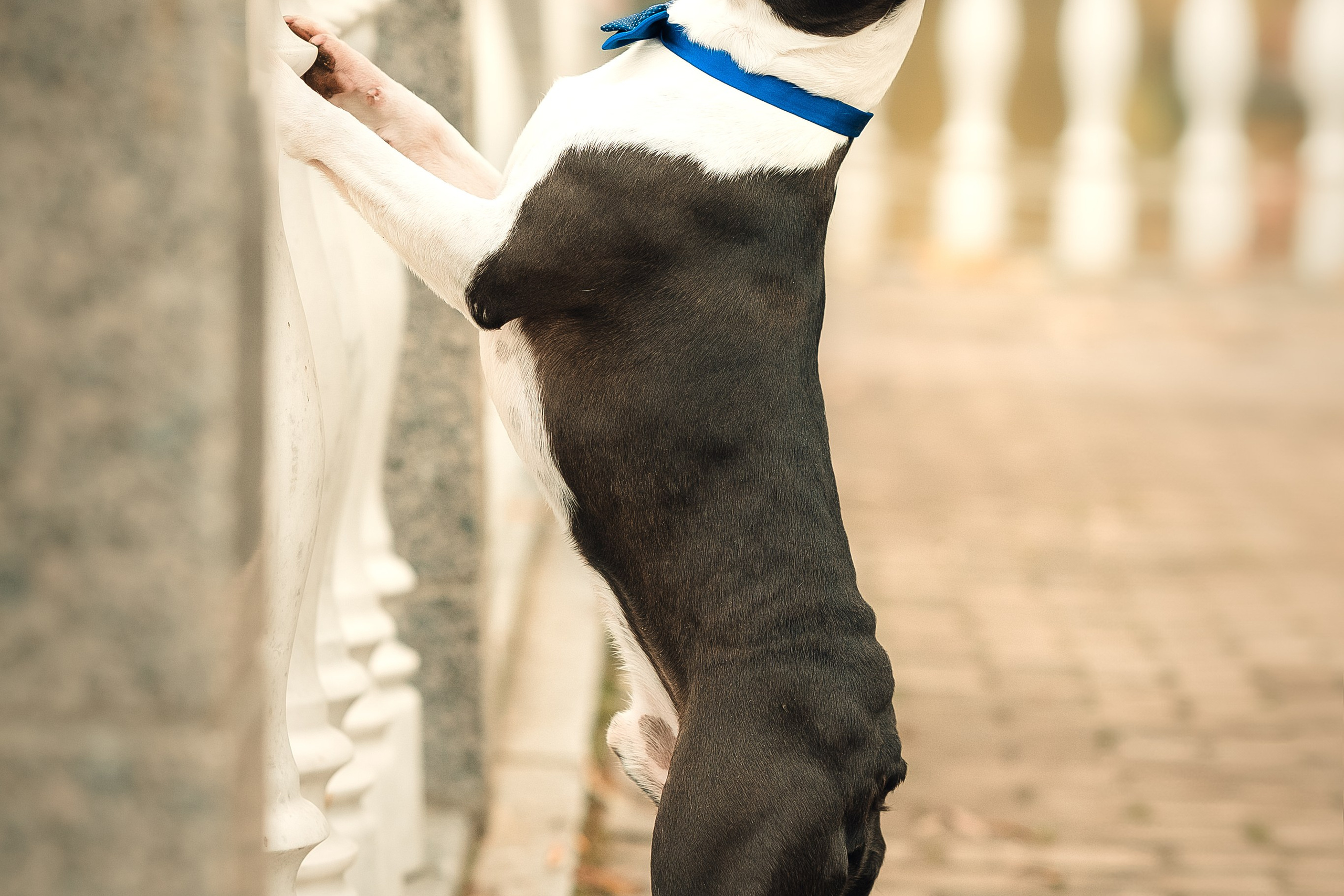 Красавчик Стич. Бостон терьер