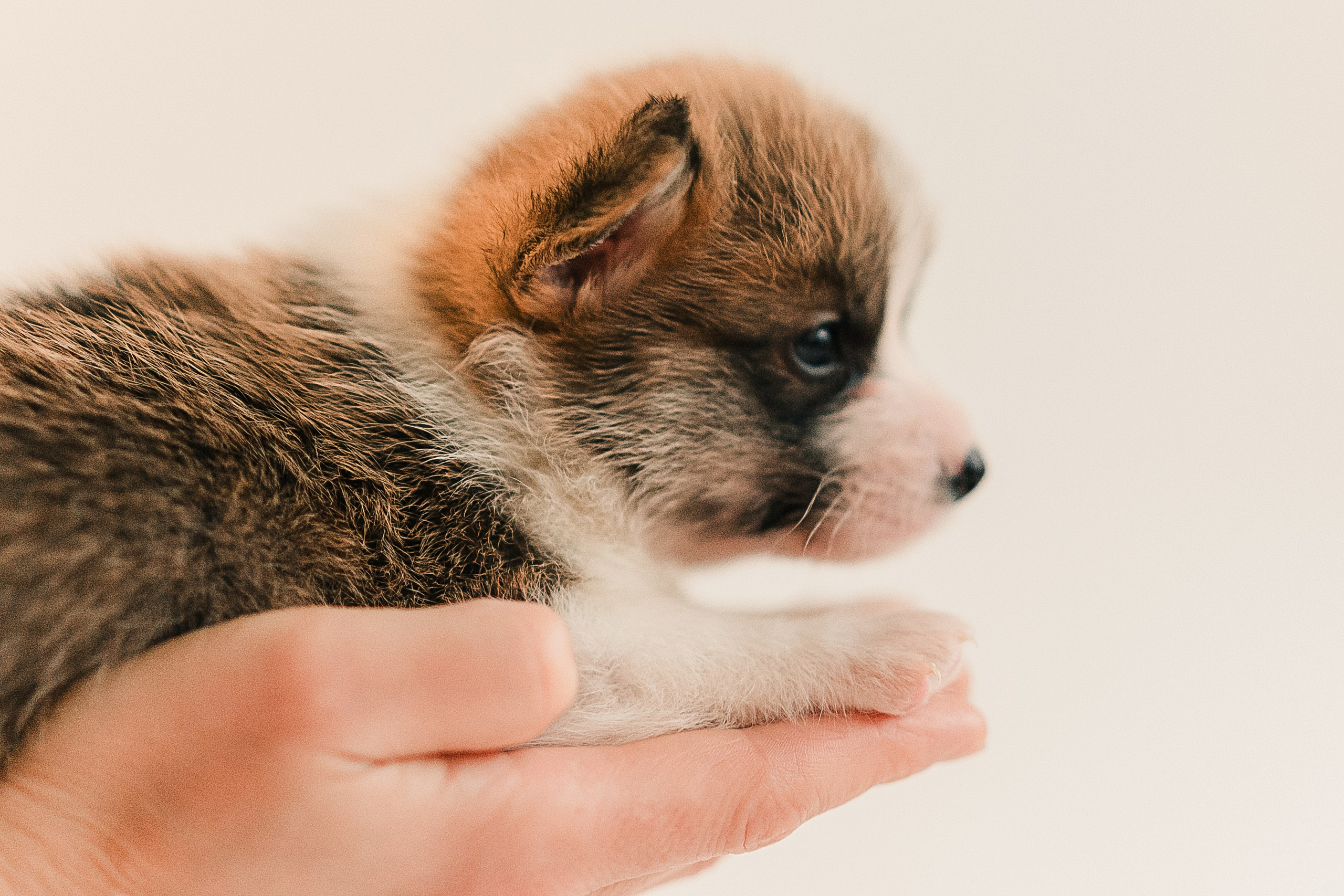 Съёмка щенков на продажу