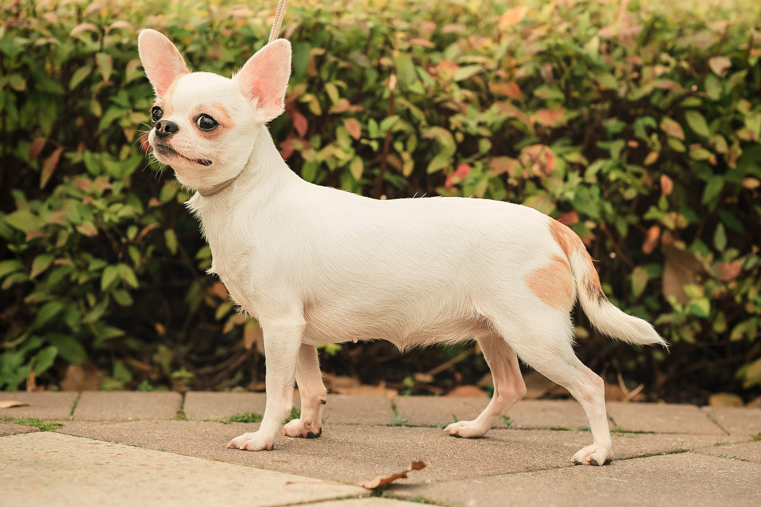 Чихуашечки