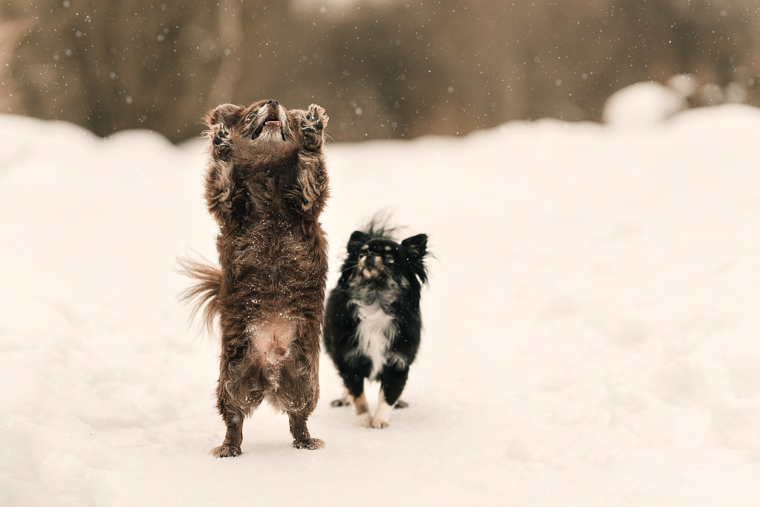 Елена и малыши чихи