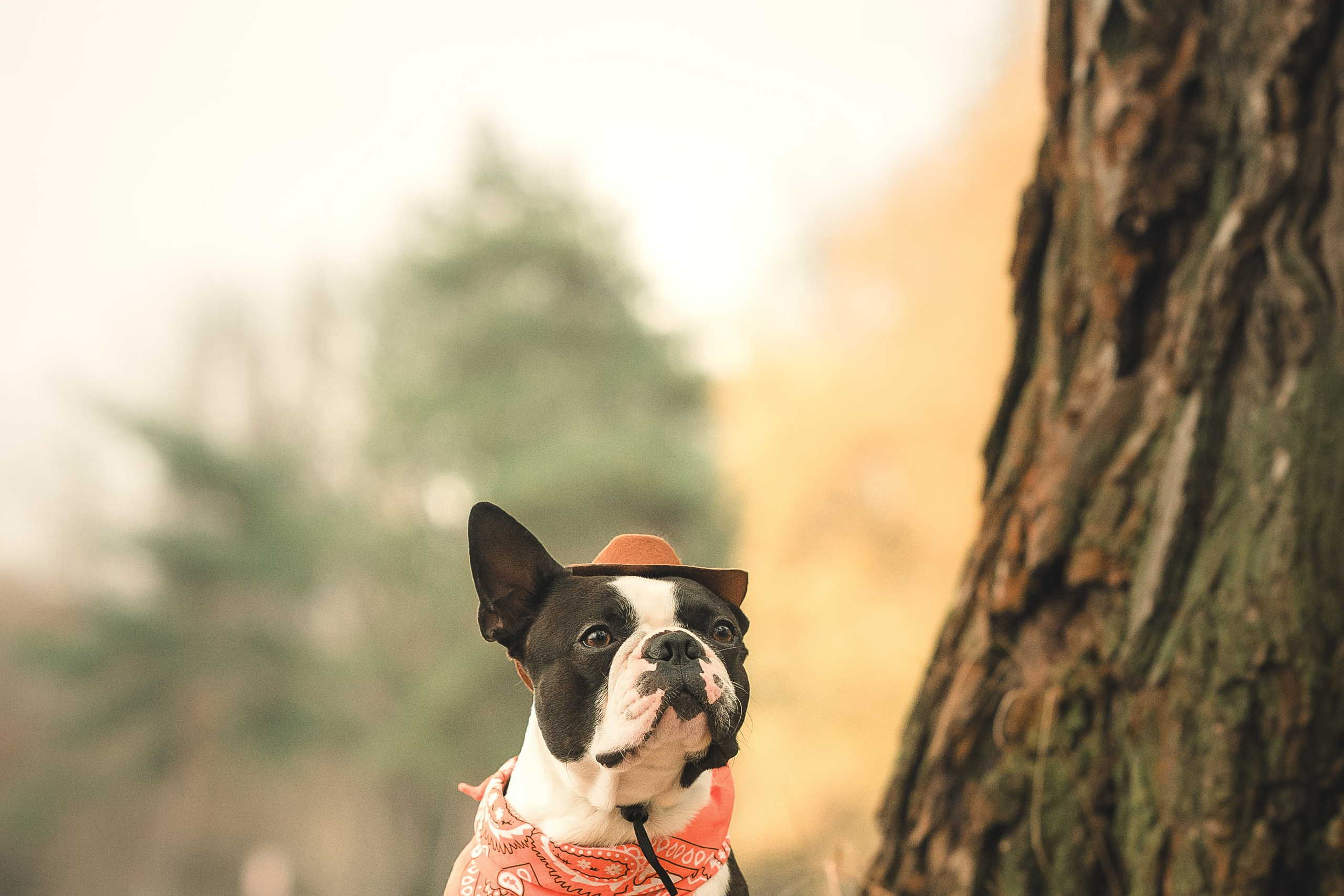 Красавчик Стич. Бостон терьер