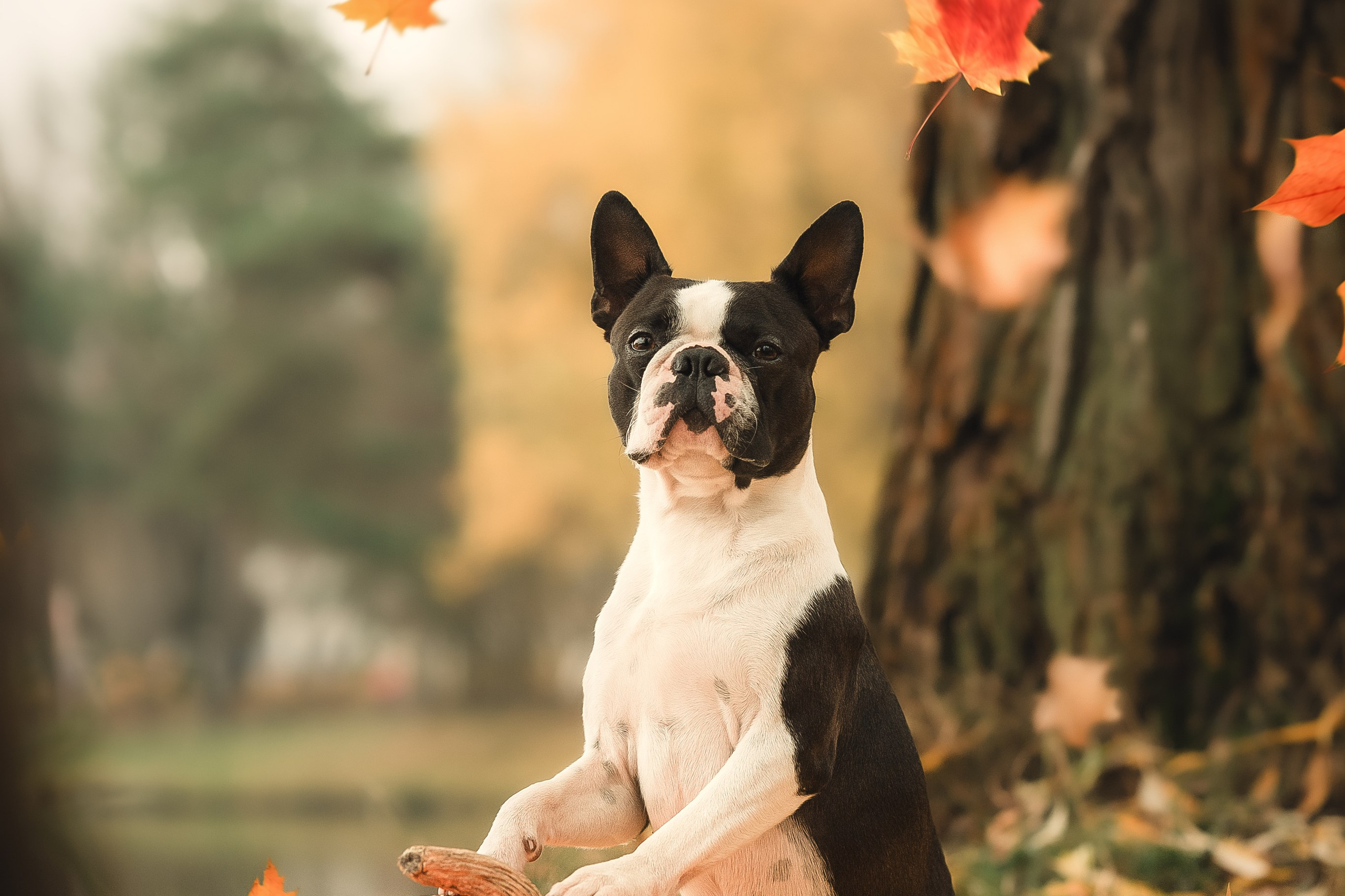 Красавчик Стич. Бостон терьер