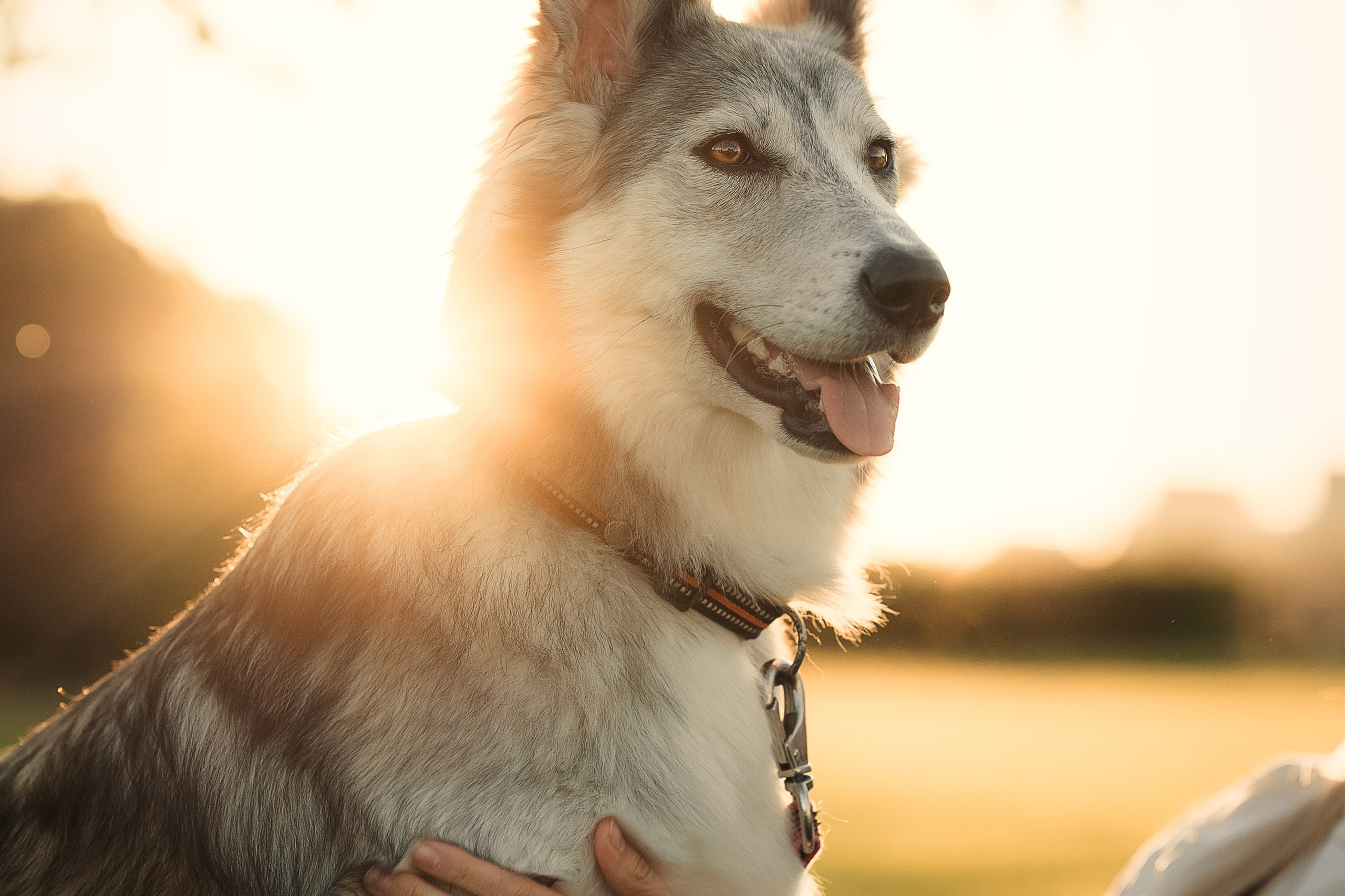 Фотосессия с собакой в Зеленограде