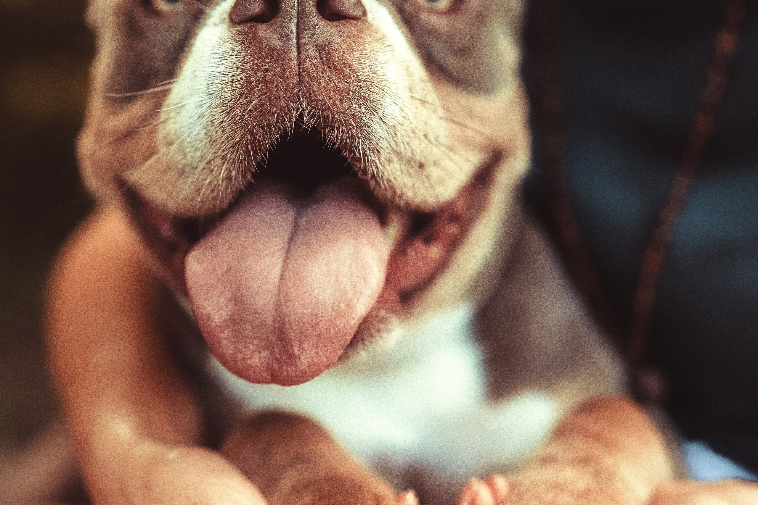 Съёмка с собакой в Москве