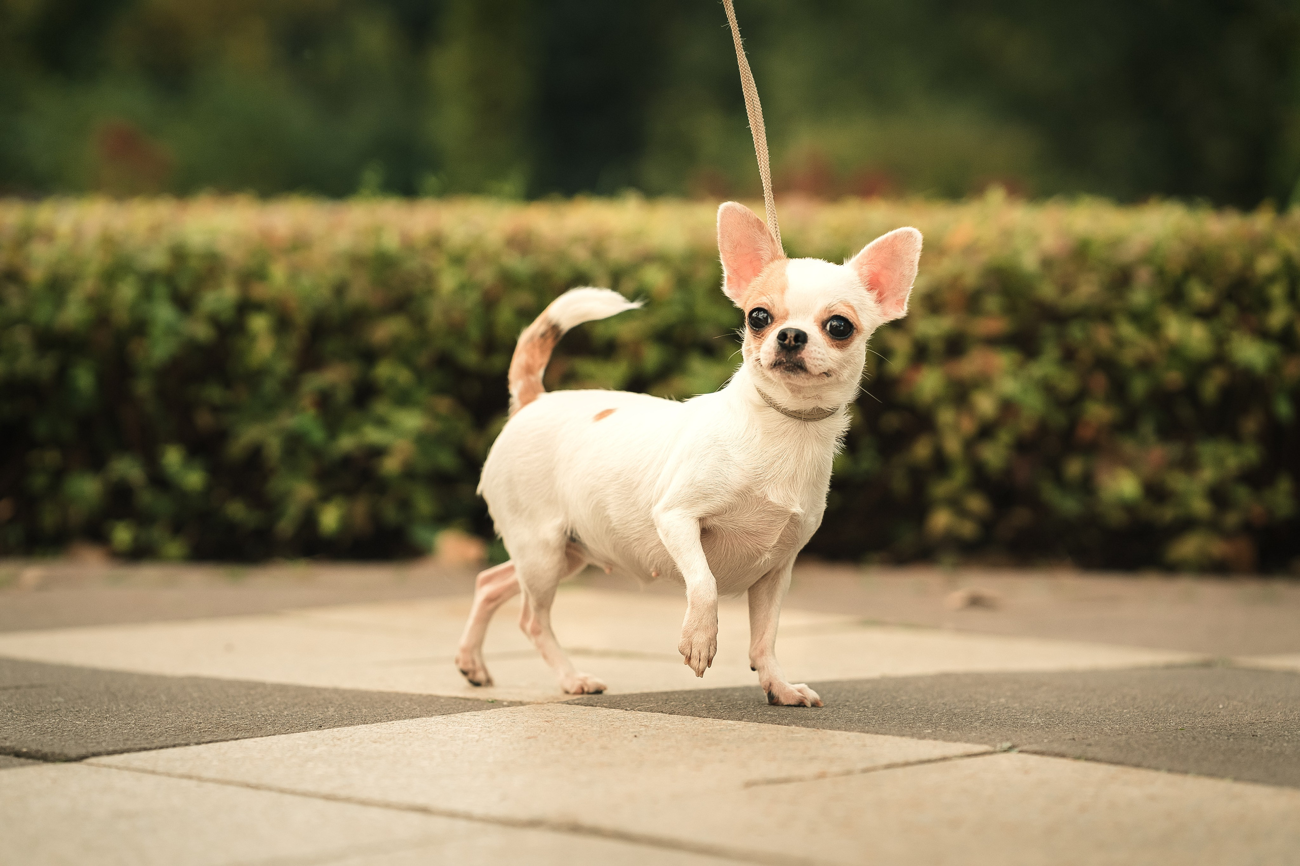 Чихуашечки