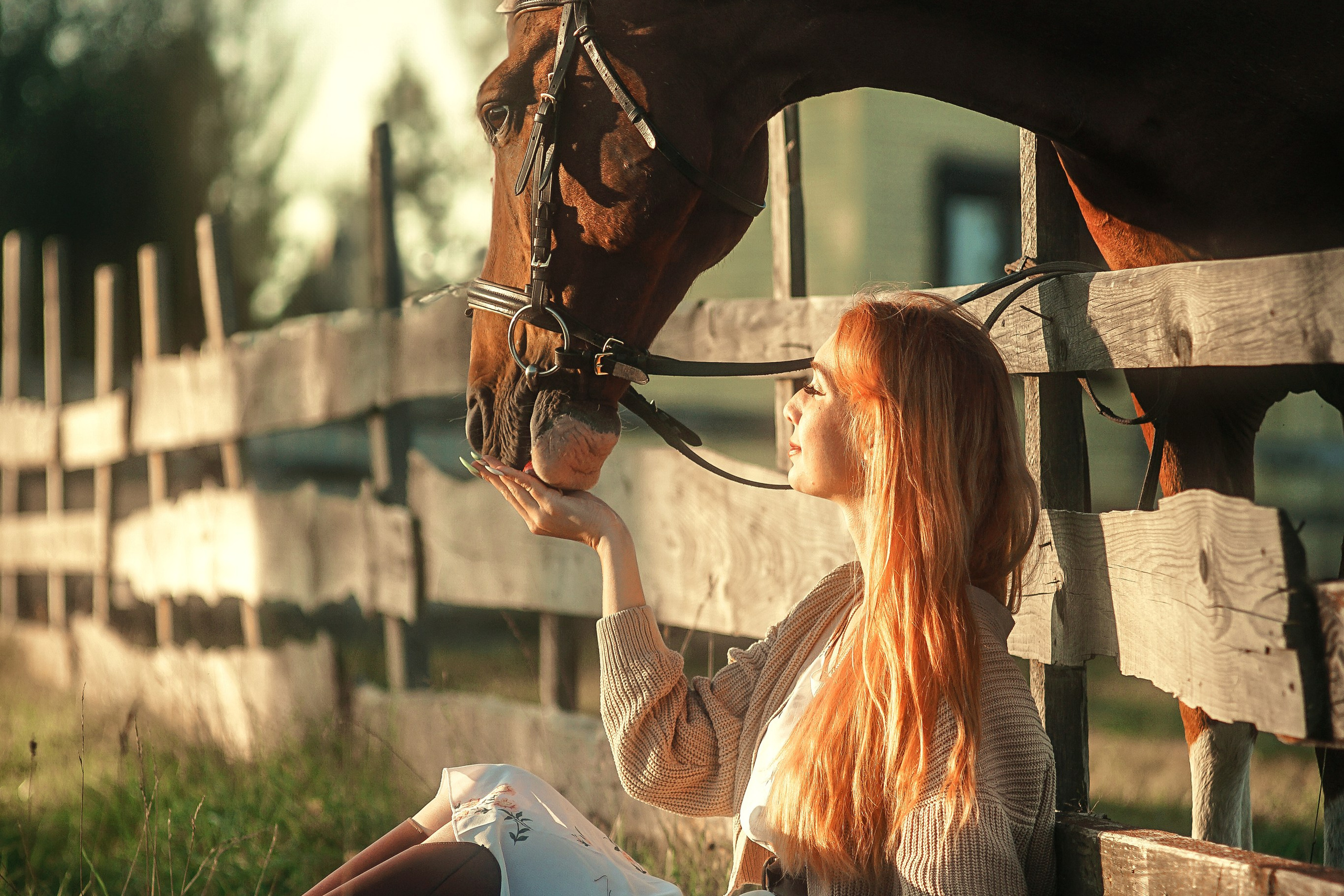 Красивые фотографии с лошадью