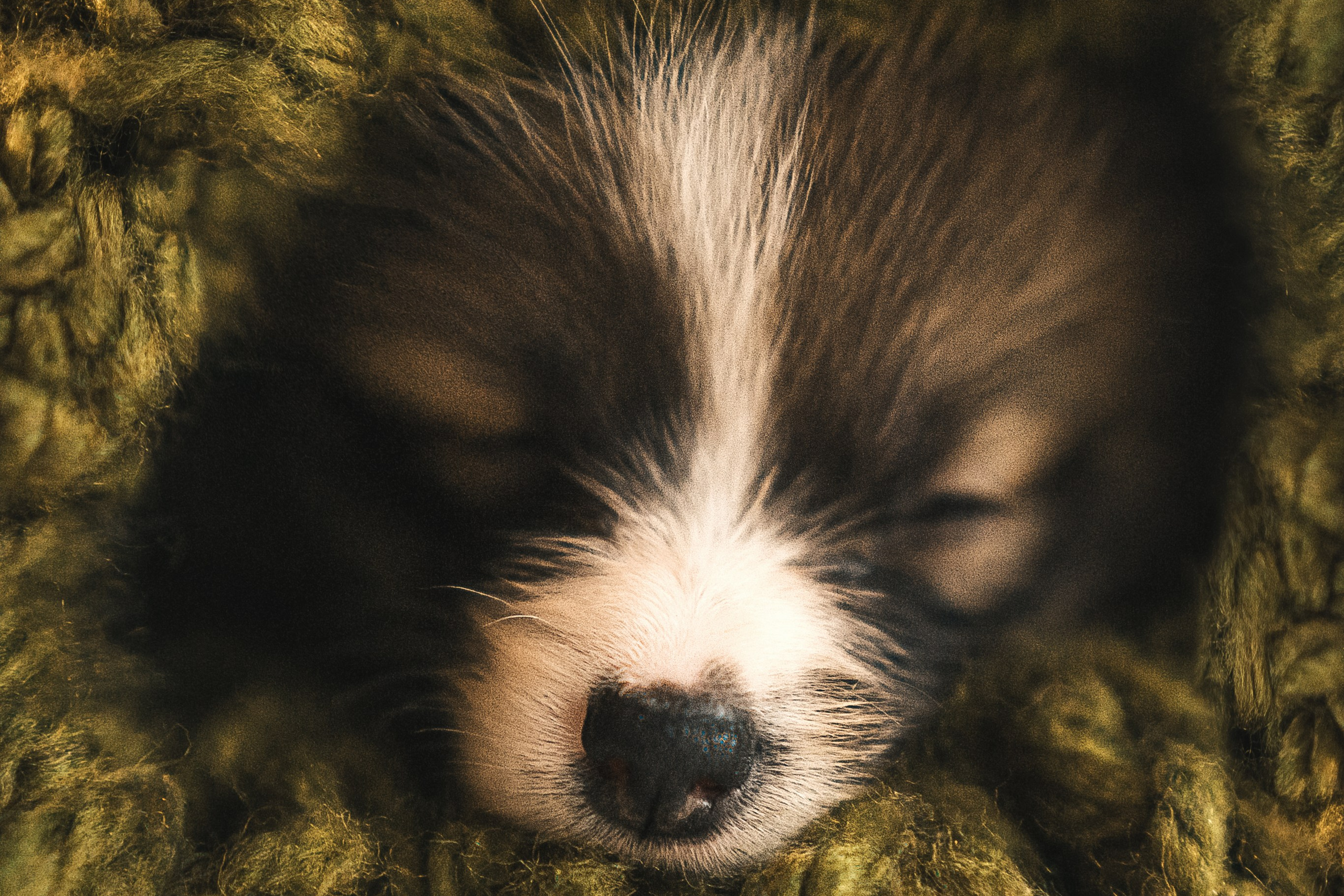 Съёмка щенков на продажу