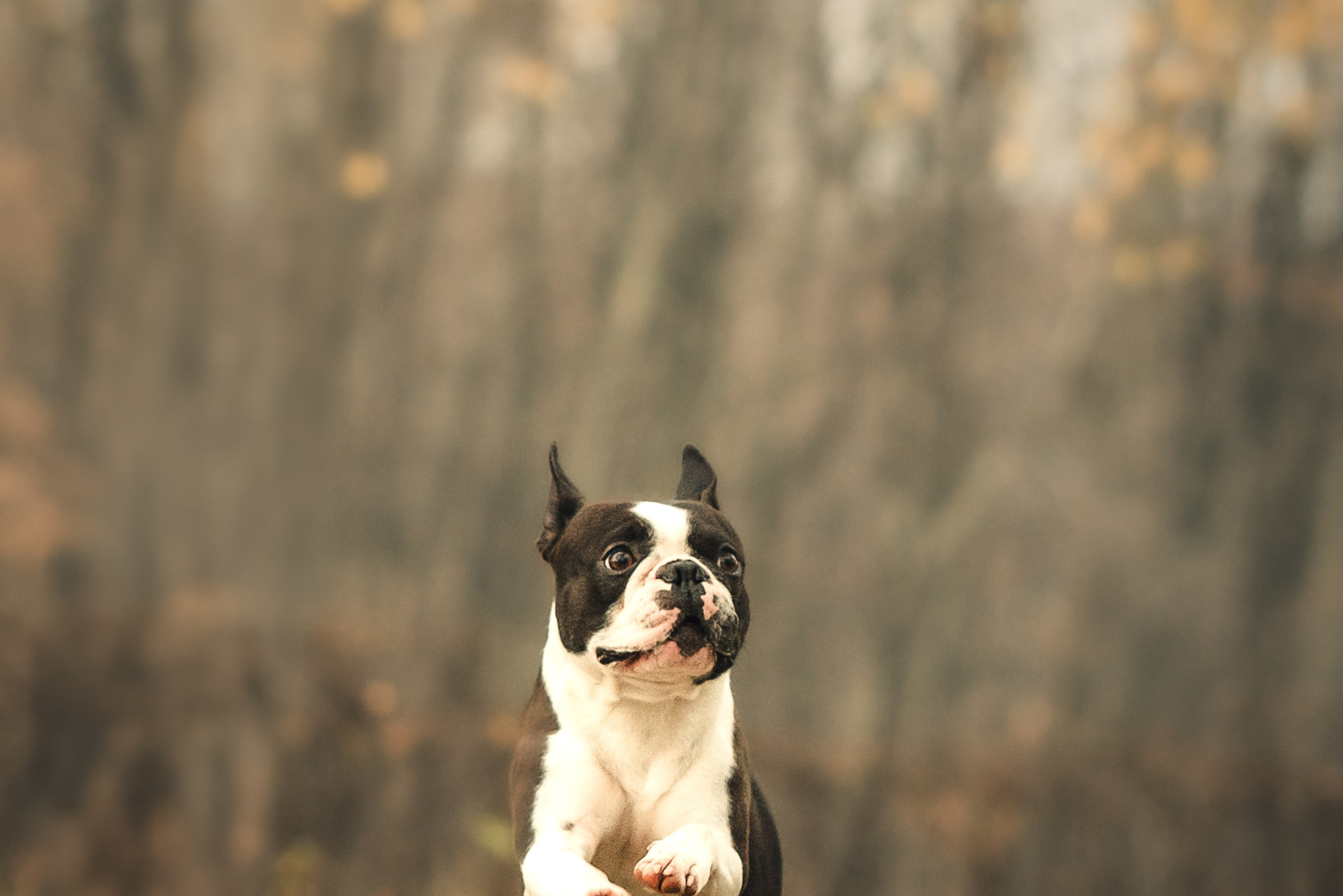 Красавчик Стич. Бостон терьер