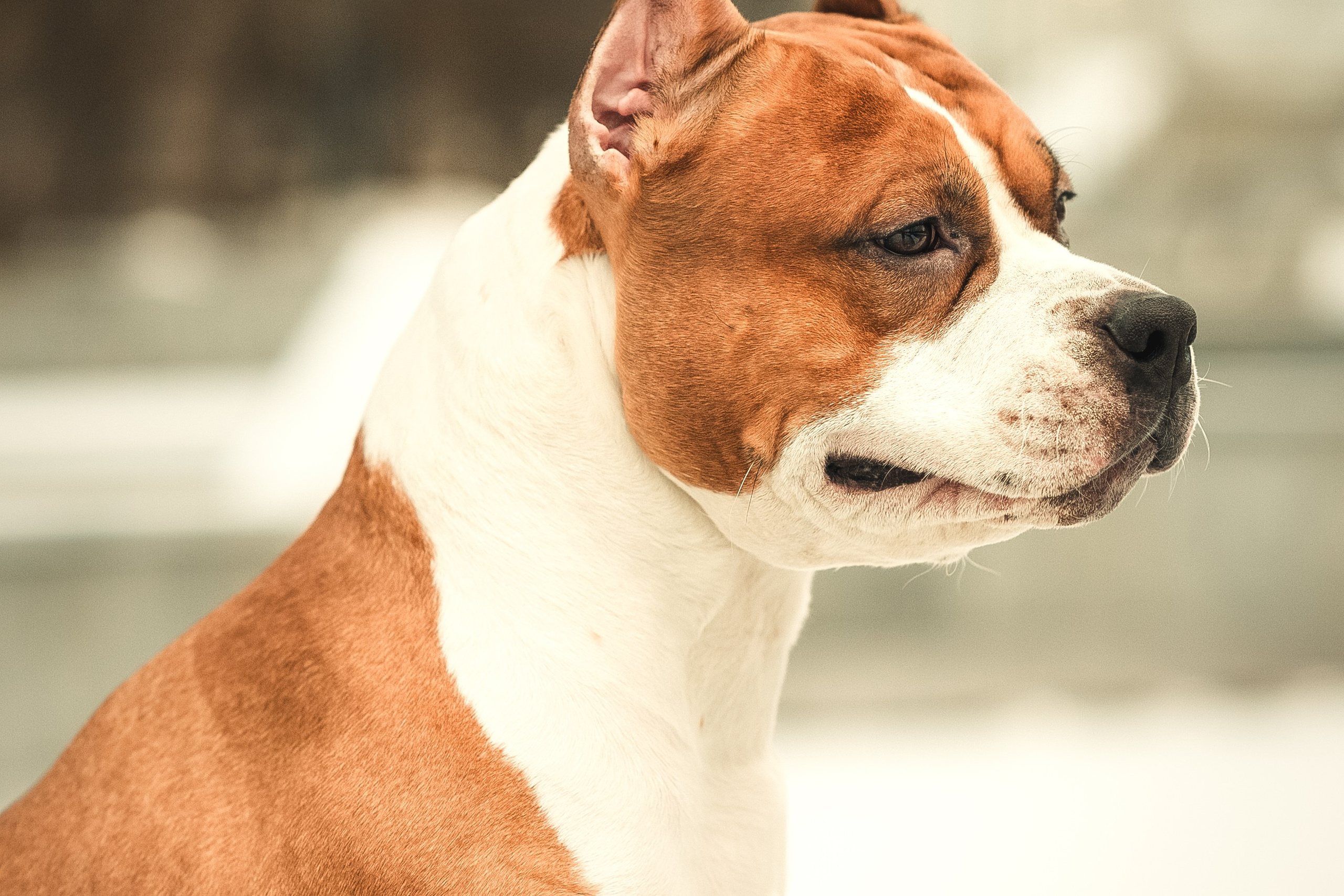 Анна и Феникс