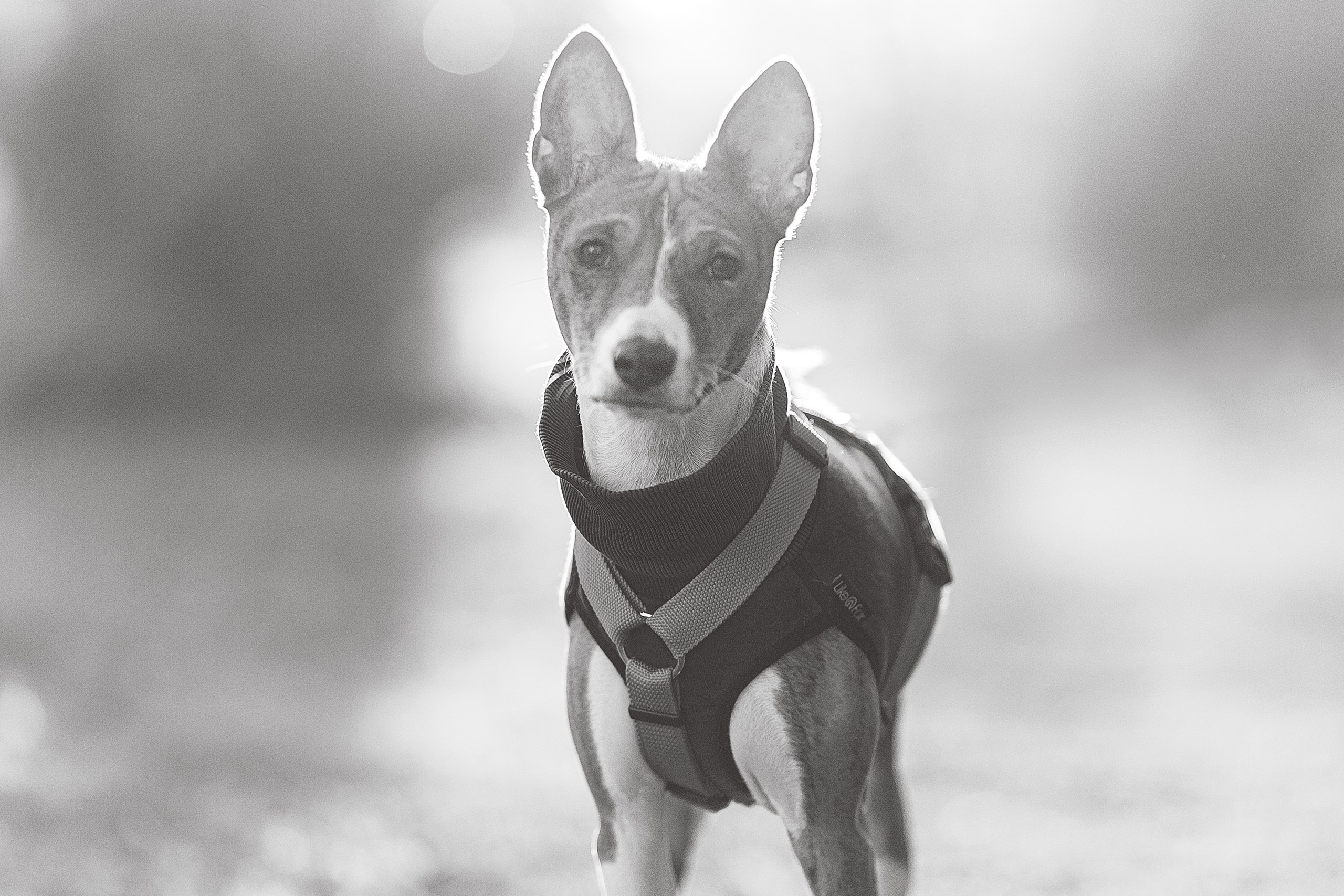 Светлана и Ева