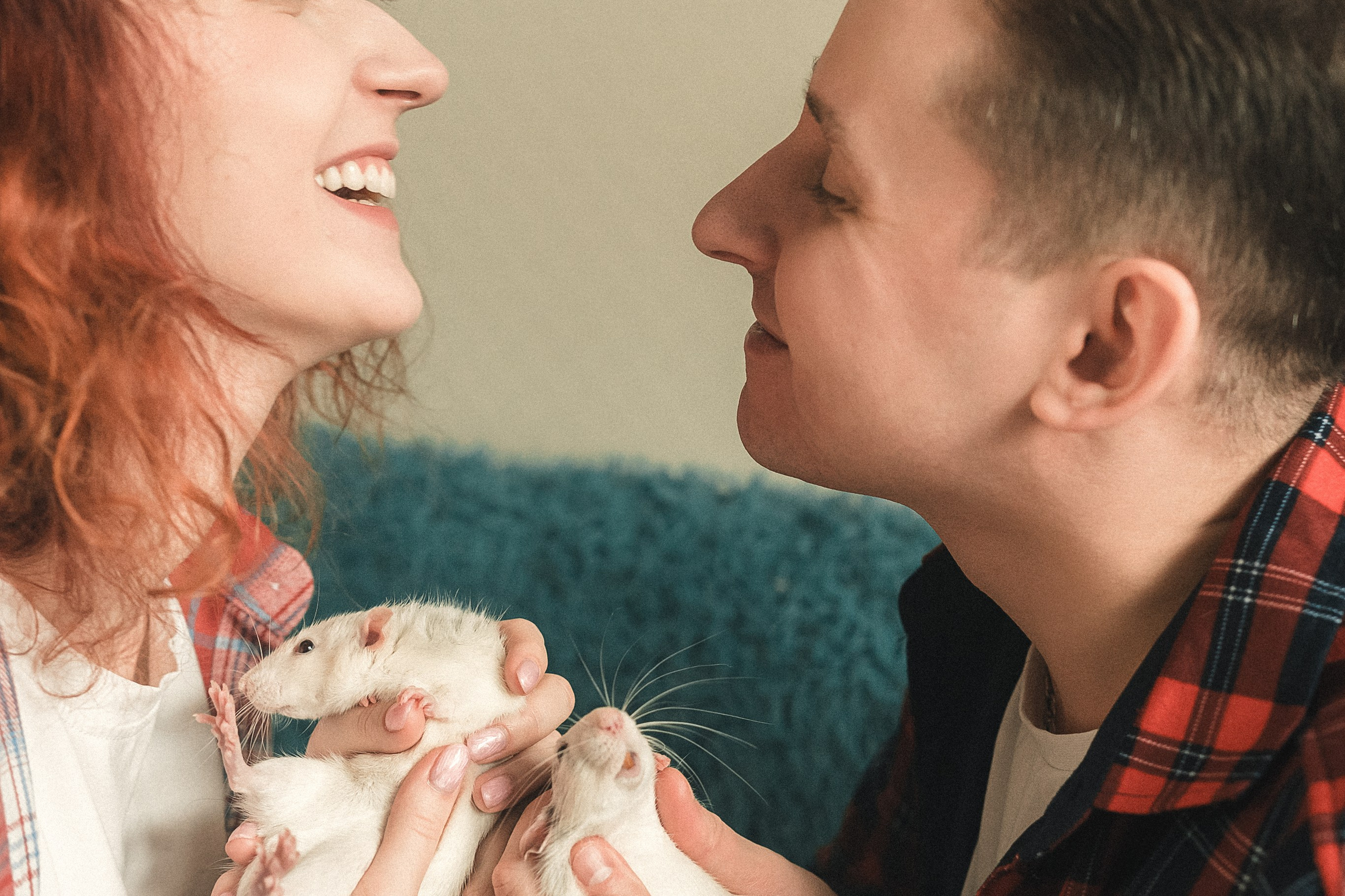 Домашняя история с крысиками