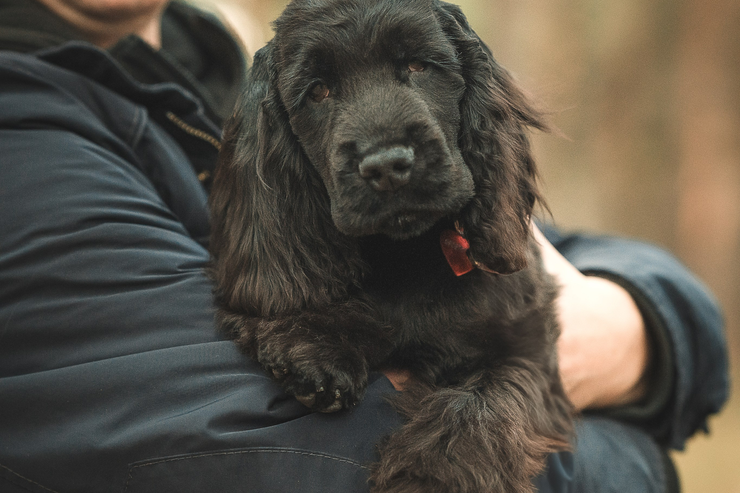 Спаниелька Мери