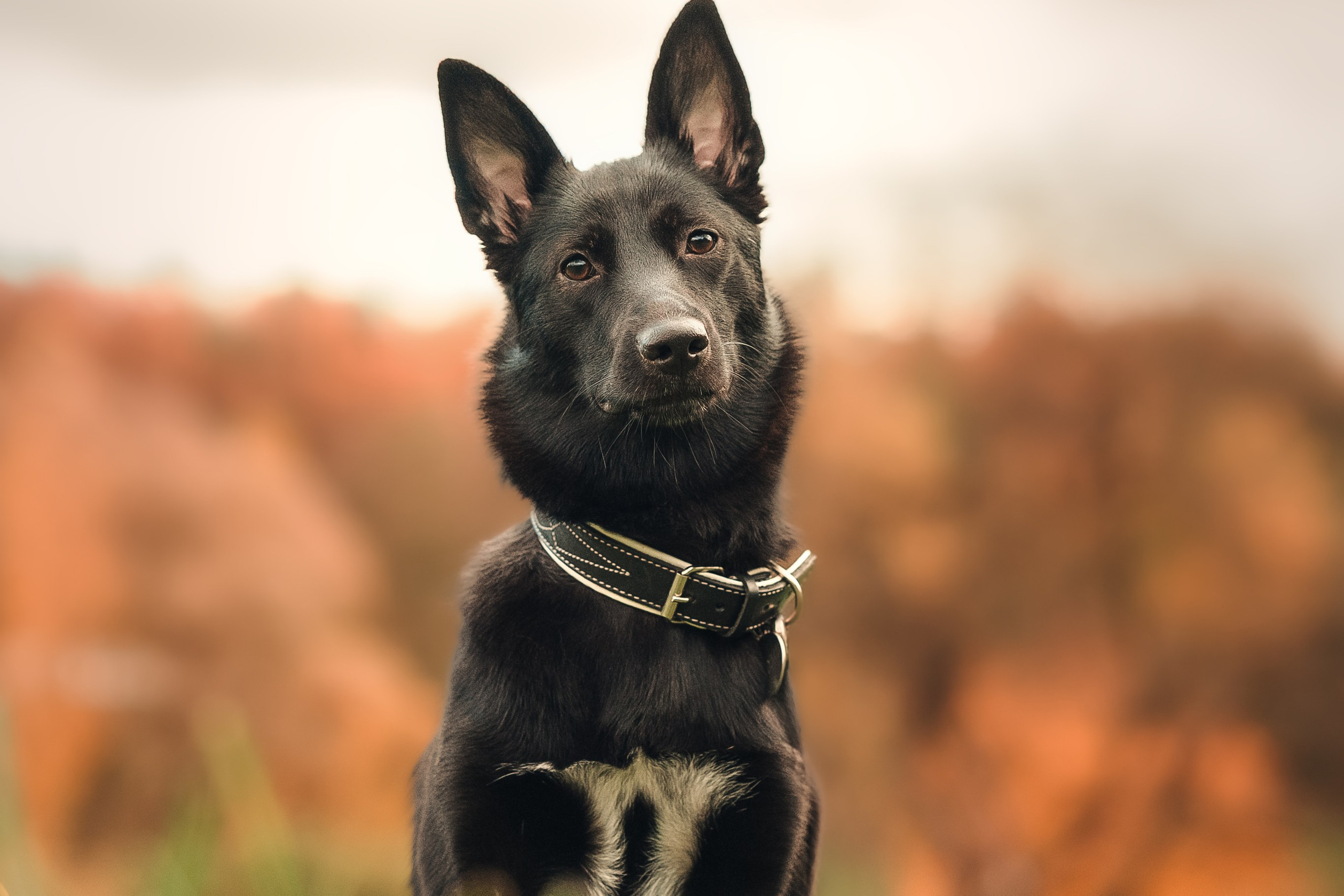 осенние фото собак