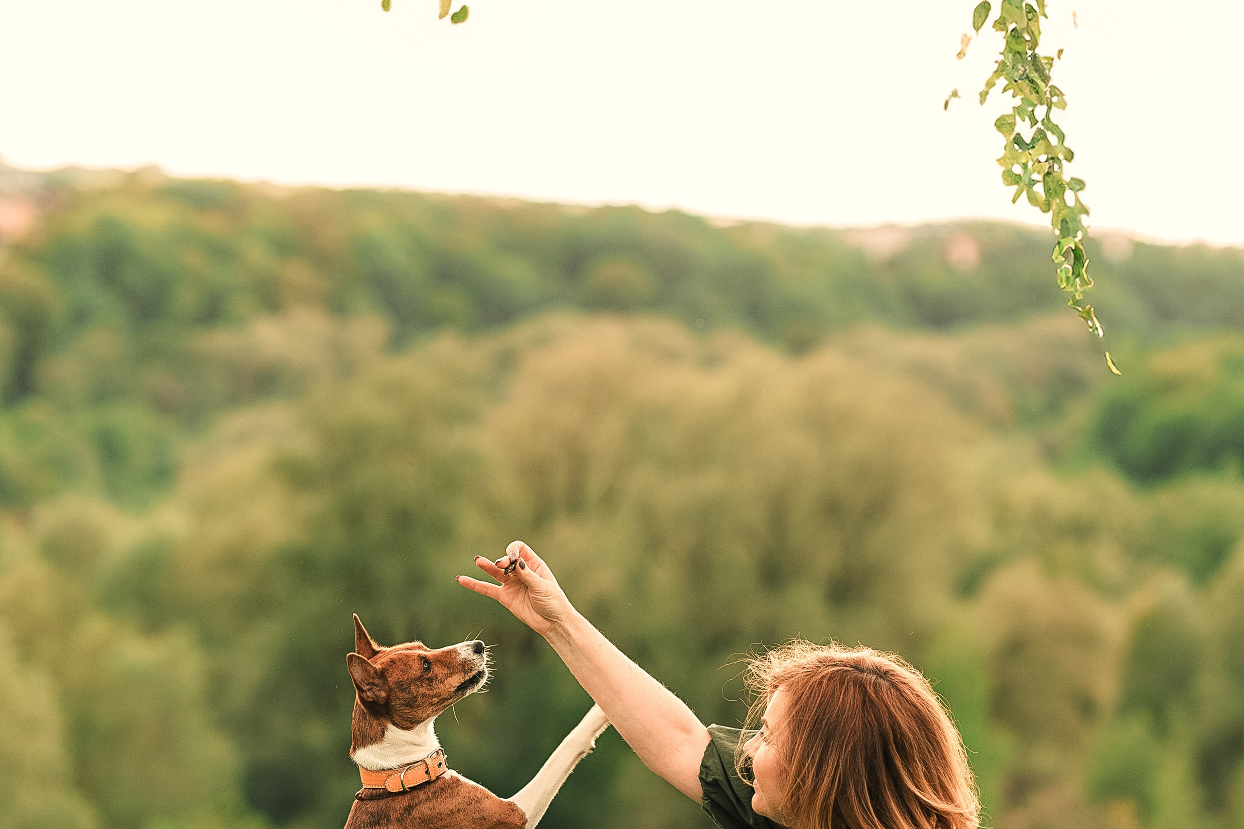 Фотосессия с бассенджи 