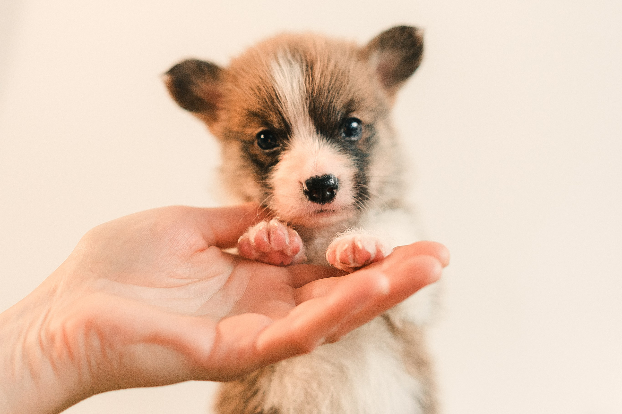 Вельш-корги пемброк