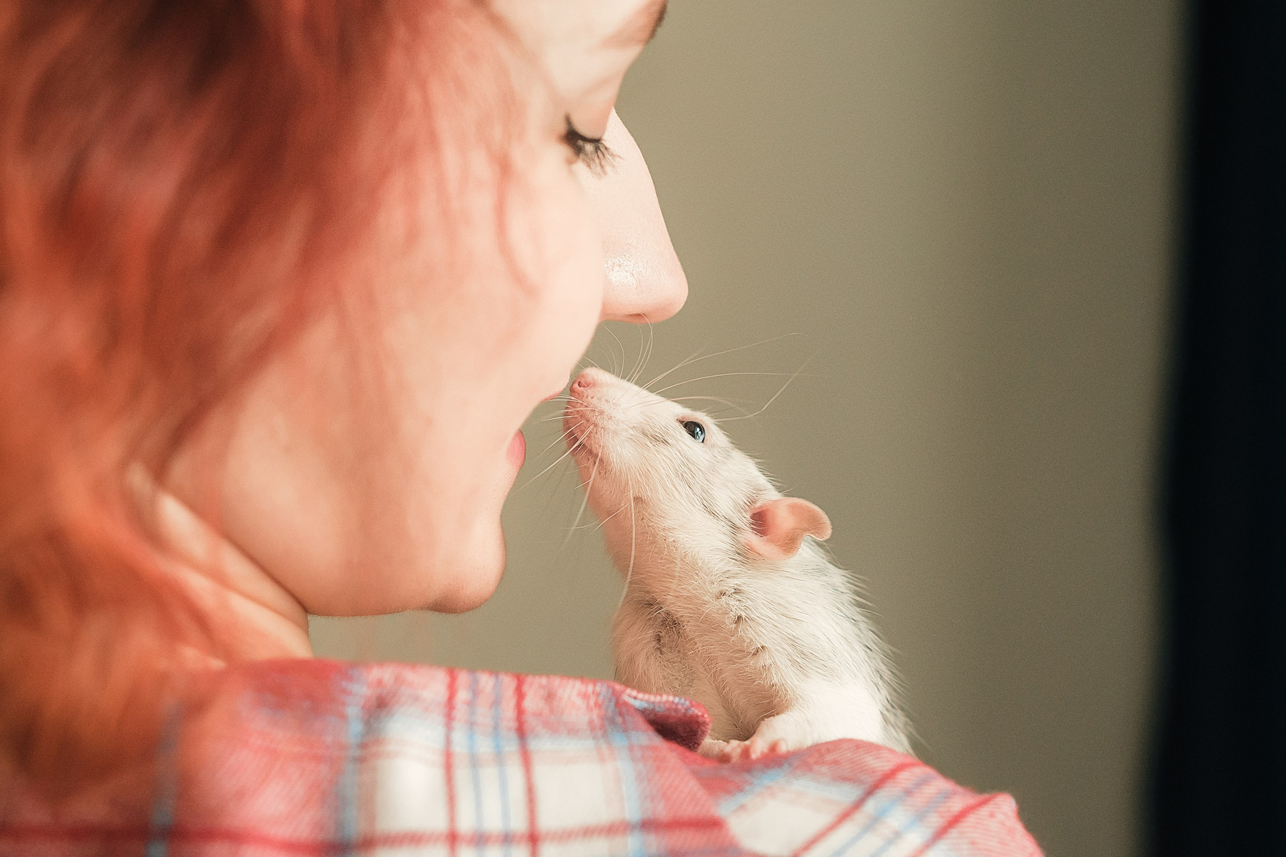 Домашняя история с крысиками